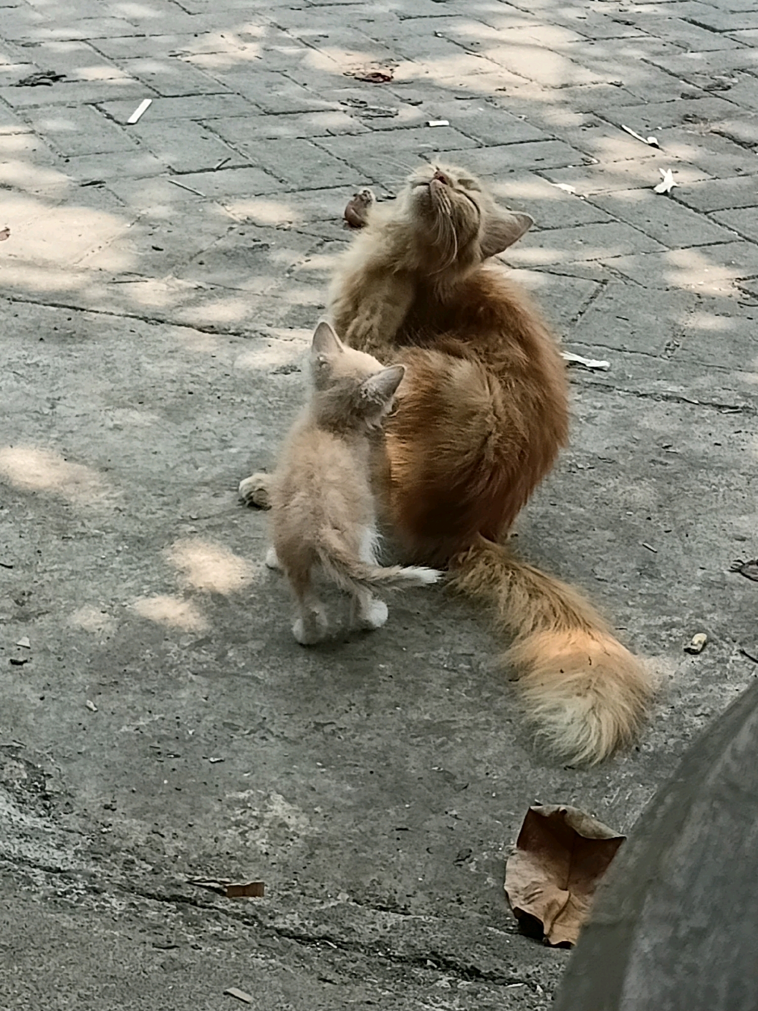The image depicts two ginger cats on a paved surface in Cikal, Indonesia. The larger cat, presumably an adult, is lying on its side with its head tilted upwards and back, possibly basking in sunlight or scratching. Its fur is long and fluffy, and its tail is visible, also with long fur. A much smaller, lighter-colored kitten is standing near the adult cat's hindquarters, facing away from the camera. The kitten's fur appears to be shorter and thinner than the adult's. The ground is made of rectangular stone pavers, with some scattered debris including dried leaves and small dark objects. Sunlight casts distinct shadows across the paving stones, indicating it is daytime. The environment suggests an outdoor urban or suburban setting.