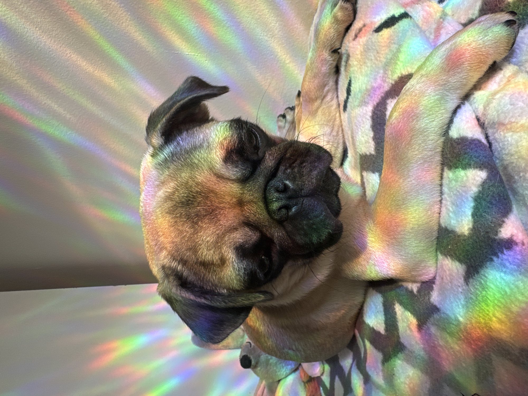 A fawn-colored pug is lying on a patterned blanket, illuminated by refracted rainbow light. The pug's face is turned to the right, with its eyes closed and its ears slightly drooped. Its front legs are stretched out in front of it, and its back legs are tucked beneath its body. The blanket has a geometric pattern of black and white shapes. The background is a textured, off-white wall, also covered in the rainbow light. The overall impression is one of a peaceful, relaxed scene. The location is unknown.