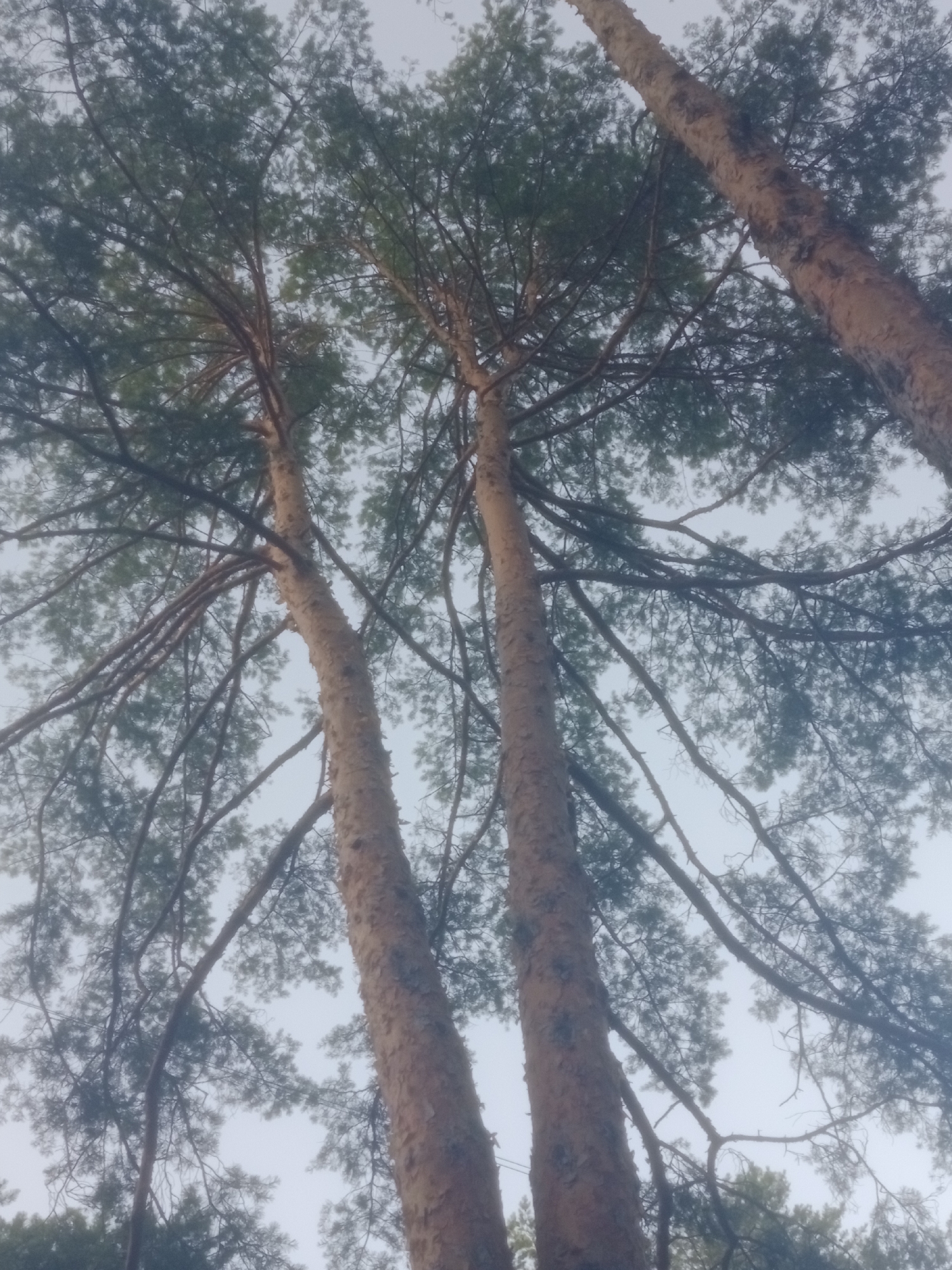 This image, taken in the city of Horishni Plavni, Ukraine, shows a low-angle perspective looking up at the canopy of several mature pine trees against a pale, overcast sky. The trunks of at least three trees are visible, with the bark appearing rough and textured, a light brown to reddish-brown color. Numerous branches extend outwards and upwards, some bare and dark, others covered in dense clusters of dark green pine needles. The overall impression is of a dense forest or park setting, with the trees dominating the frame. No people, animals, or man-made structures are discernible in the image.