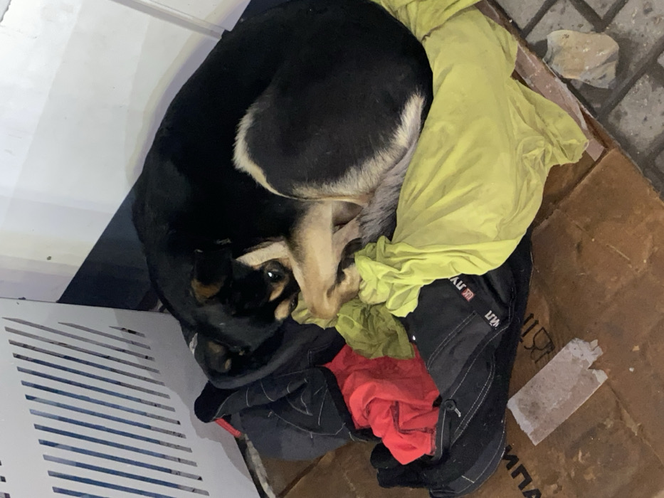 A curled-up, black and tan dog rests on assorted clothing inside a cardboard box. A bright yellow cloth is draped over some of the clothes. A red shirt is also visible. The box is near a white, metal grate. The dog has its legs tucked near its face, and one eye is visible, looking at the camera. The dog appears to be sleeping or resting comfortably.