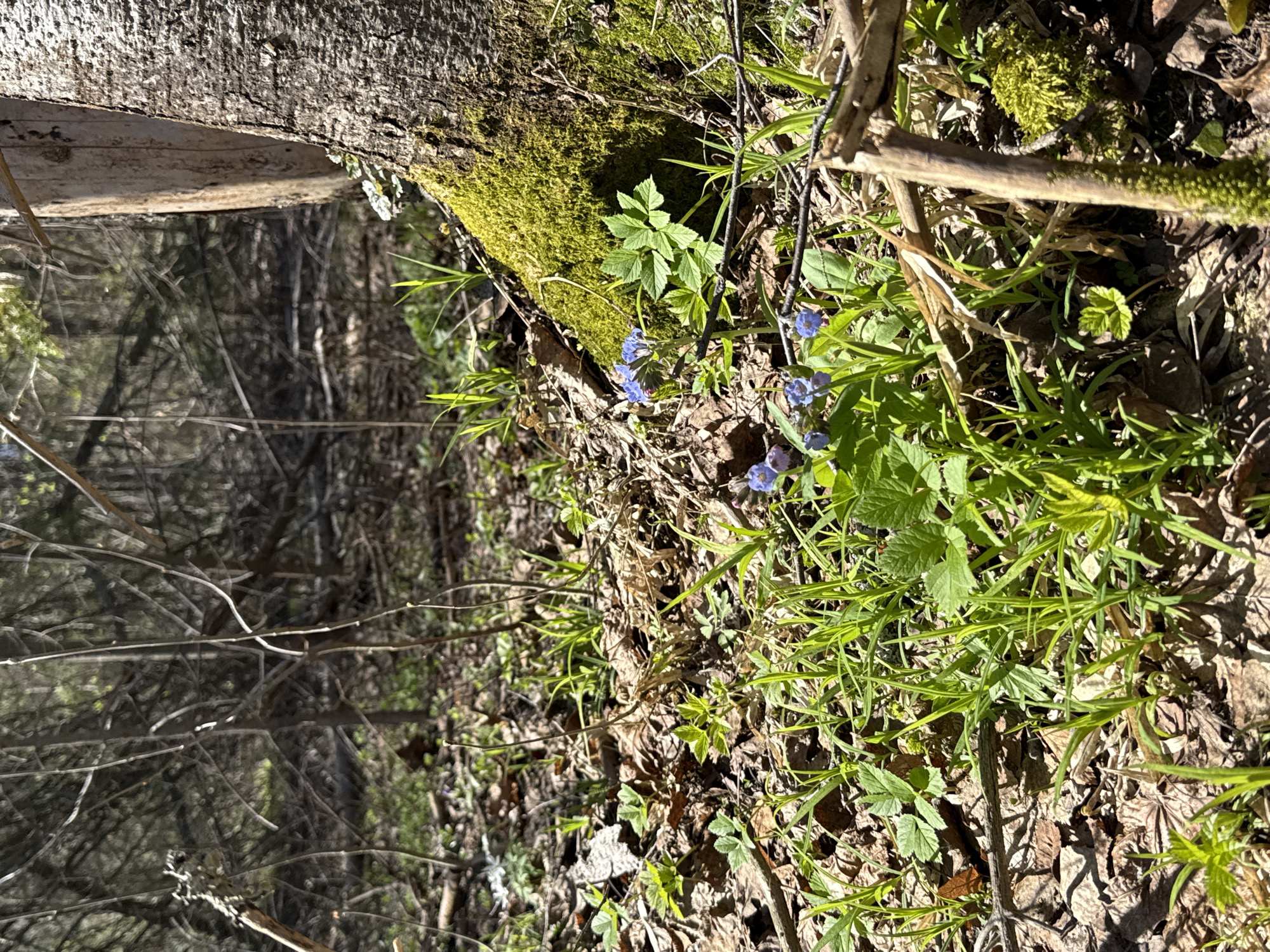 A forest scene with a fallen tree trunk covered in green moss on the left. To the right of the trunk, there's undergrowth with green leaves, small blue flowers, and scattered brown leaves on the ground. Bare branches and the blurred background suggest a dense forest environment. The location (Zhigalki, Russia) is not discernible from the image itself.