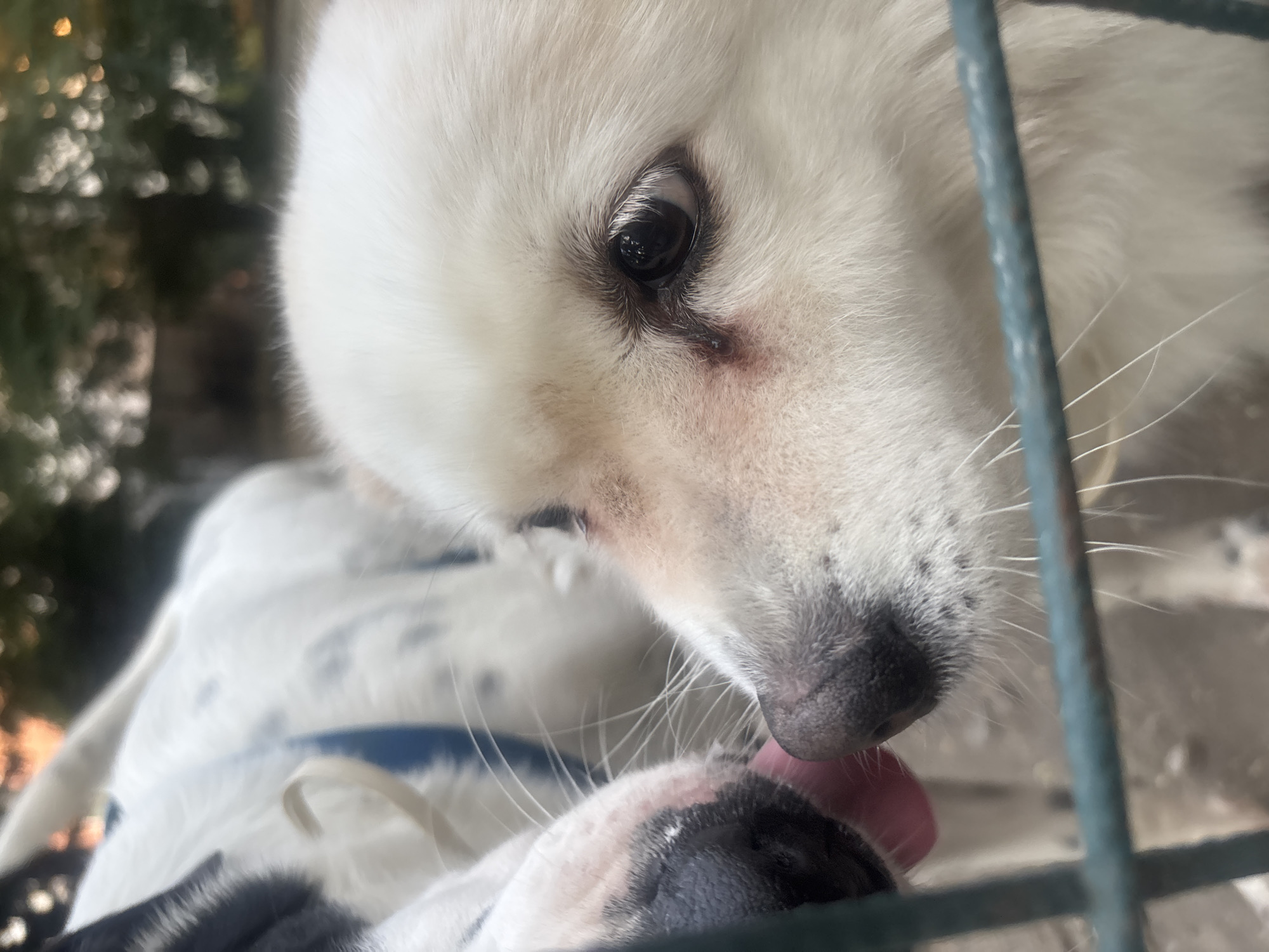 The image is a close-up, eye-level, medium shot of two dogs interacting outdoors, with a metal fence in the foreground. The dog on the right is predominantly white with light fur around its face and a dark eye. Its nose is visible, and there is a slight redness or irritation around its eye. The dog on the left is partially visible, with black and white markings on its fur. Its wet, pink tongue is extended, touching the nose of the white dog. The background is blurred, showing hints of green foliage and possibly trees, suggesting an outdoor environment. The lighting suggests it might be daytime, possibly late afternoon or early evening due to the warm tone in the background. The image does not contain any specific landmarks or identifiable features to pinpoint its location within the city of Plovdiv, Bulgaria.