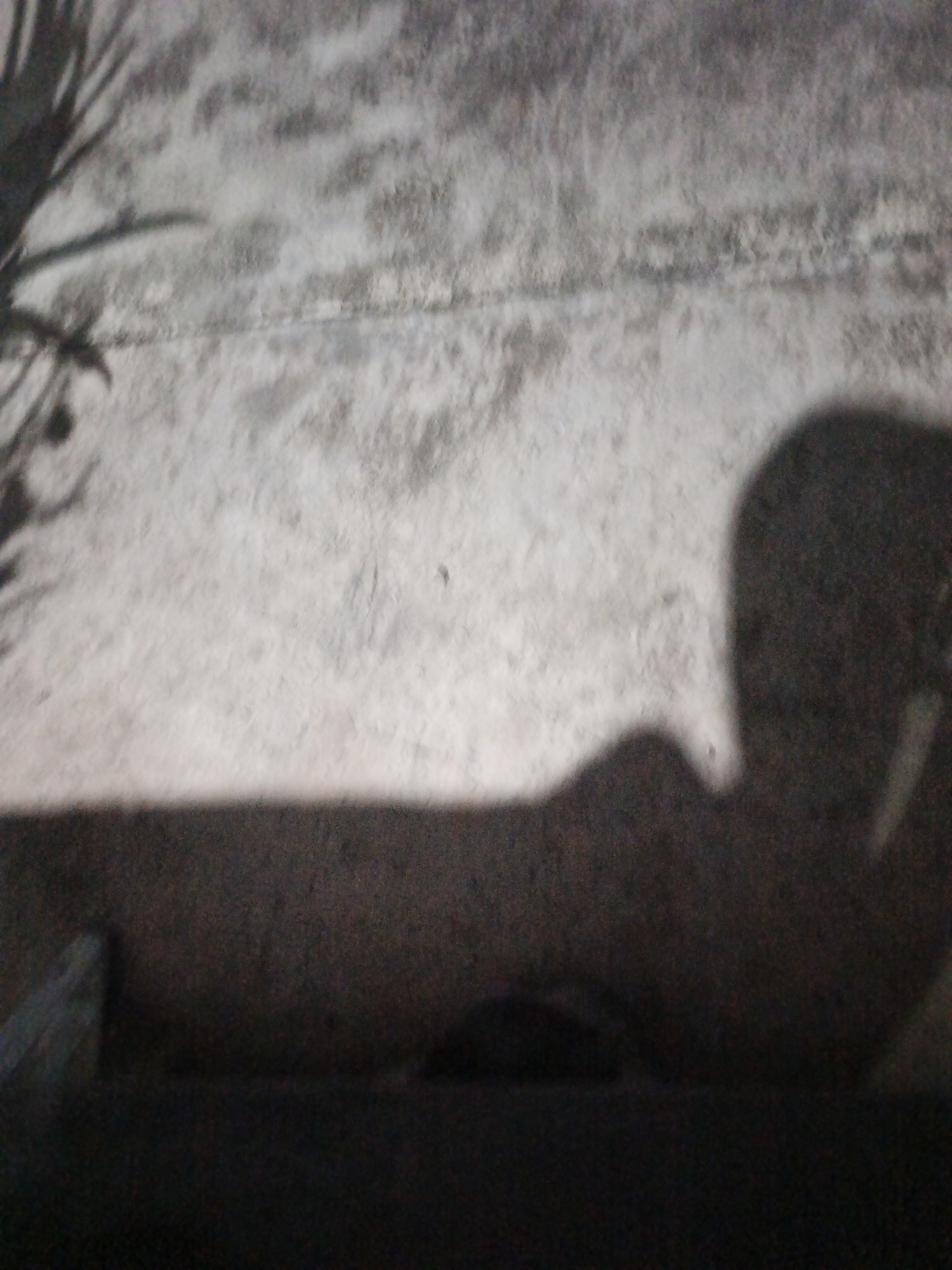 The image shows a shadow of a person on a rough, textured surface, possibly a wall or concrete structure. The shadow appears to be cast from the left side of the frame, depicting a profile view of a head and shoulders, with a suggestion of an arm extending forward. The surface itself has a mottled grey and white appearance, with some darker patches and horizontal lines indicating texture or seams. On the far left, the shadow of some foliage, possibly branches or leaves, is also visible, casting dark shapes onto the textured surface. The lower portion of the image is significantly darker, obscuring any details of the ground or supporting structures. The overall impression is of an outdoor scene with natural light casting shadows. There are no discernible elements within the image that would suggest a specific location within Kelapapati, Indonesia.