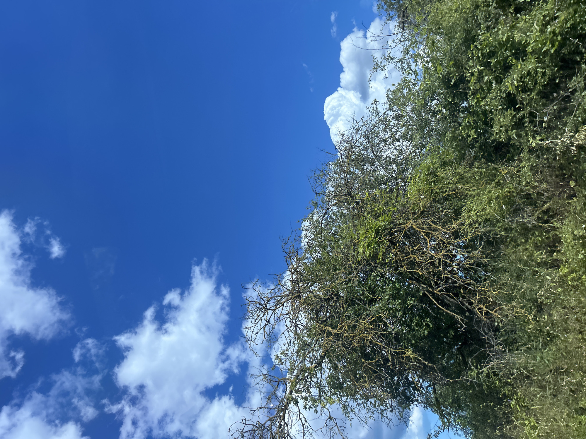 The image shows a section of a tree with green and bare branches against a bright blue sky with scattered white clouds. The tree is dense with foliage at its lower half, while its upper branches are exposed and weathered. The scene is an outdoor environment with a natural setting. There are no people or any discernable actions or interactions depicted in the image.