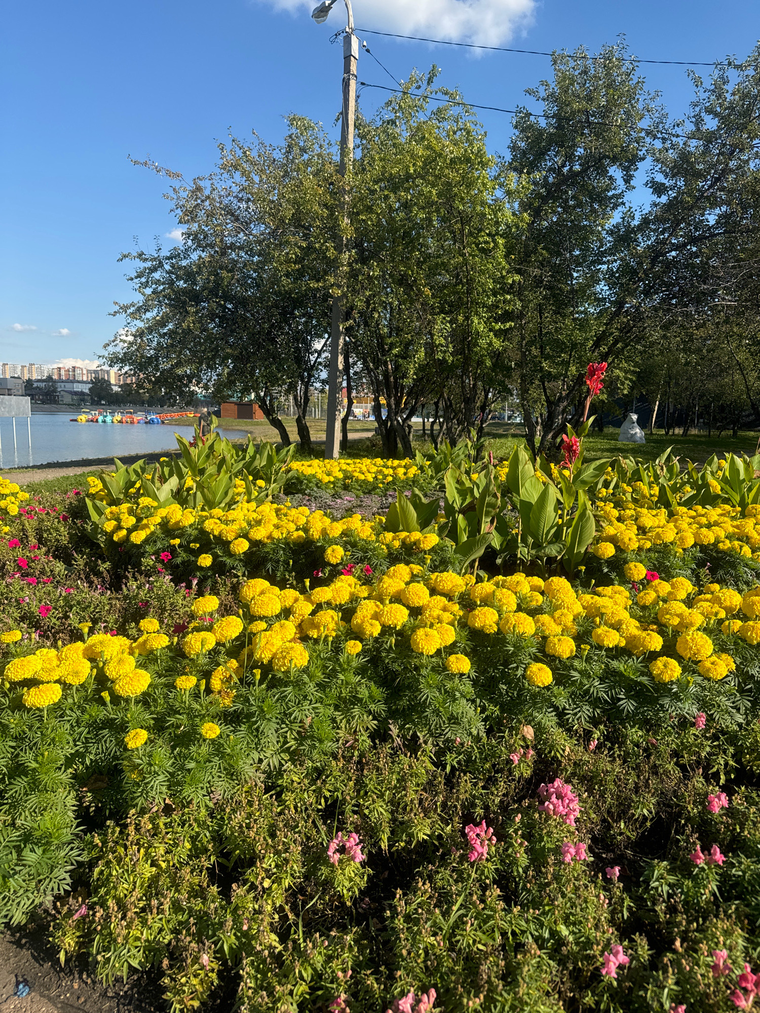 The image captures a vibrant flower bed featuring abundant yellow marigolds in full bloom, interspersed with smaller pink flowers. Behind the flowers, lush green foliage and several trees create a natural backdrop. A body of water, likely a lake or river, is visible in the distance, with a row of colorful pedal boats on its surface. The cityscape, characterized by a cluster of multi-story buildings, rises beyond the water. A concrete lamppost stands prominently on the right side of the frame, and power lines crisscross the clear blue sky, which is dotted with a few white clouds. This scene is consistent with a park or waterfront area within Irkutsk, Russia, offering a blend of urban and natural elements.