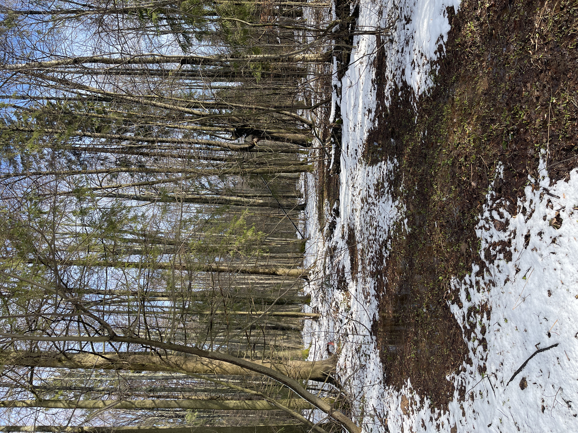 The image depicts a forest landscape in Zhigalki, Russia. It is early spring, indicated by melting snow on the forest floor and trees devoid of leaves. The ground is a mix of brown earth and patches of remaining snow. The forest is dense with tall, thin trees, mostly evergreens and deciduous trees with bare branches. The sky is visible through the treetops and is a light blue color. The scene is quiet and natural, typical of a forest during this transitional season. No people, animals, or signs of human activity are immediately visible, aside from the possibility of a path or clearing running between the trees and the snow.