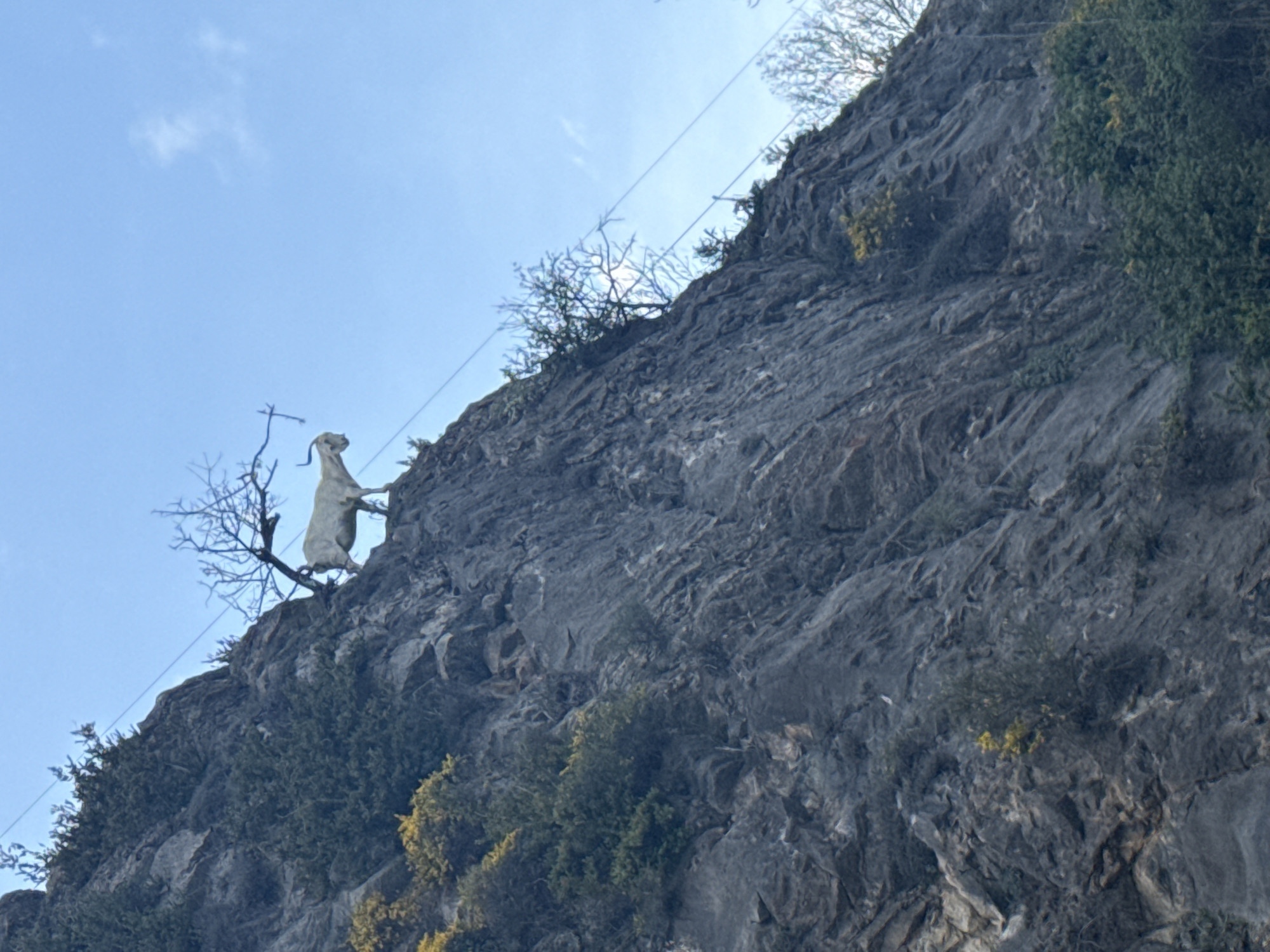 A captivating photograph shows a white goat figure positioned dramatically high on a steep, rugged rocky cliff face under a clear, bright blue sky. The goat, which appears to be a statue or a taxidermy mount, is depicted standing on its hind legs, stretching upwards with its front hooves resting on thin, bare tree branches that emerge from the cliff. Its head is tilted slightly, suggesting it is gazing or reaching for something above.
The cliff is predominantly dark grey, deeply textured, and adorned with patches of dark green foliage and smaller, sparse bushes clinging to its ledges. Diagonal power lines or cables are visible traversing the upper part of the sky and the top edge of the cliff. The clear sky with a few wispy clouds indicates daytime and good weather conditions. The scene conveys a sense of the challenging, mountainous environment where such a goat would naturally thrive. This distinctive display is located in the Villanova/Villanoba region of Spain. There is no visible text in the image.