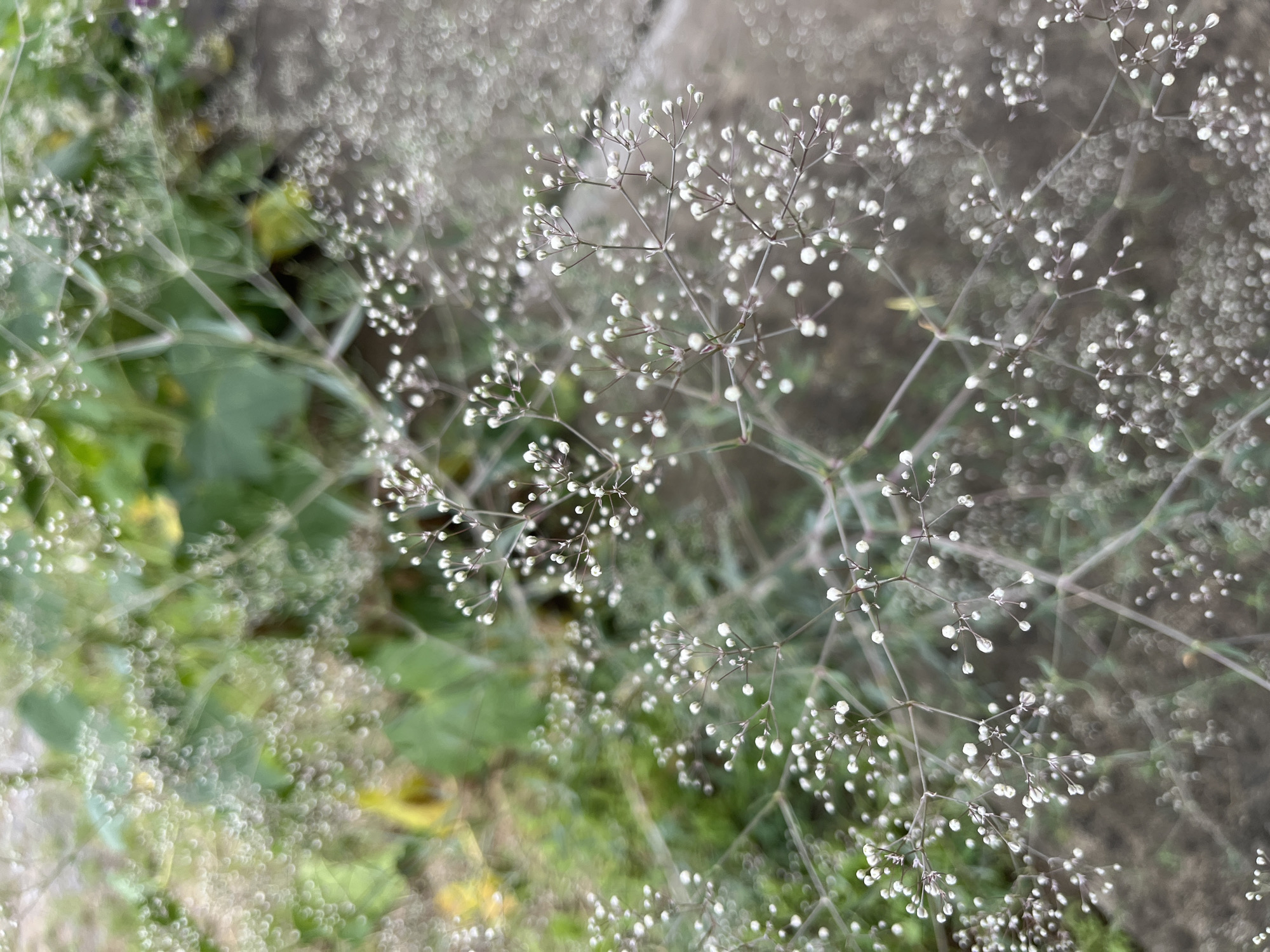 The image is a close-up, slightly out-of-focus shot of a cluster of small white flowers. The flowers appear to be on thin, branching stems, creating a delicate, airy effect. The background is a blurred mix of green foliage and muted earthy tones, suggesting an outdoor setting. There are no people or discernible man-made structures visible. The scene depicts a natural, botanical element, likely a garden or a wild plant in a natural environment within or near the city of Onokivtsi, Ukraine.