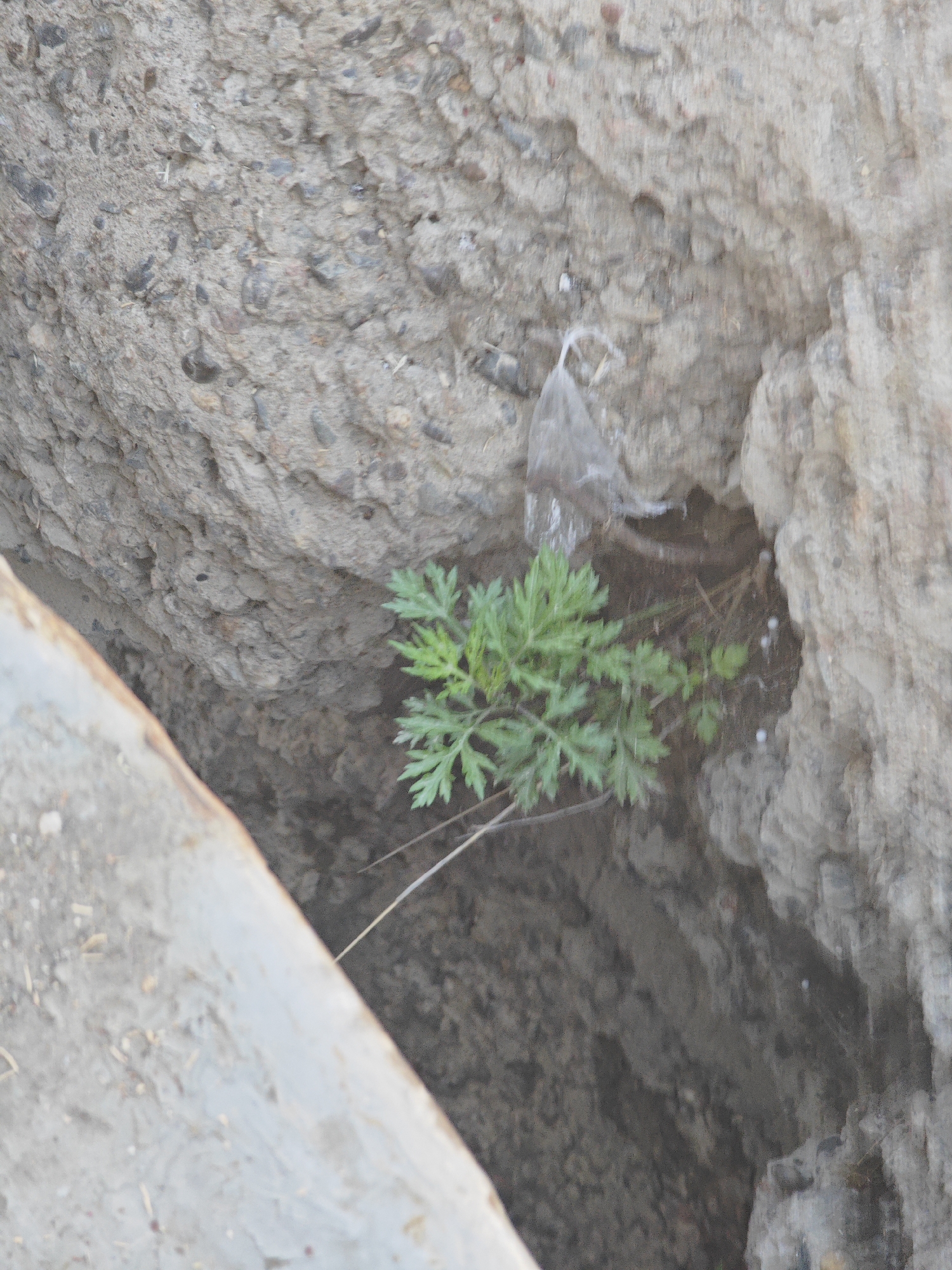 A small plant with green, feathery leaves grows in a crevice between two rough, gray concrete surfaces. The concrete appears weathered and textured with visible pebbles. To the left, a lighter-colored, smooth surface, possibly a metal edge or structure, is angled towards the crevice. A piece of translucent plastic debris is snagged on the upper right concrete surface. The background is a dark, shadowed recess. The image appears to be taken outdoors in a dry, possibly urban environment.