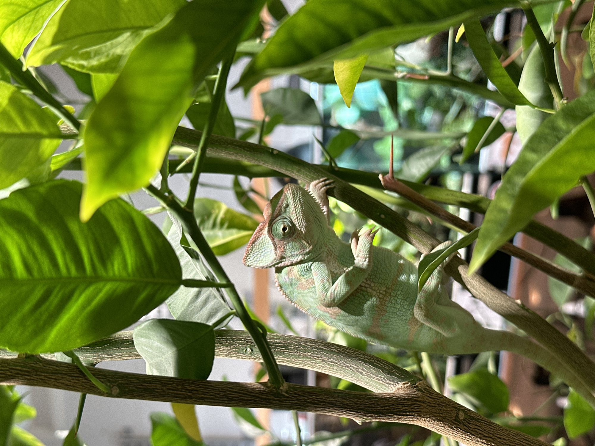 A chameleon perches on a plant branch, surrounded by green leaves. It is difficult to determine the specific location of this image from the visible contents, and it is impossible to know if it was taken in Krasnoyarsk, Russia.