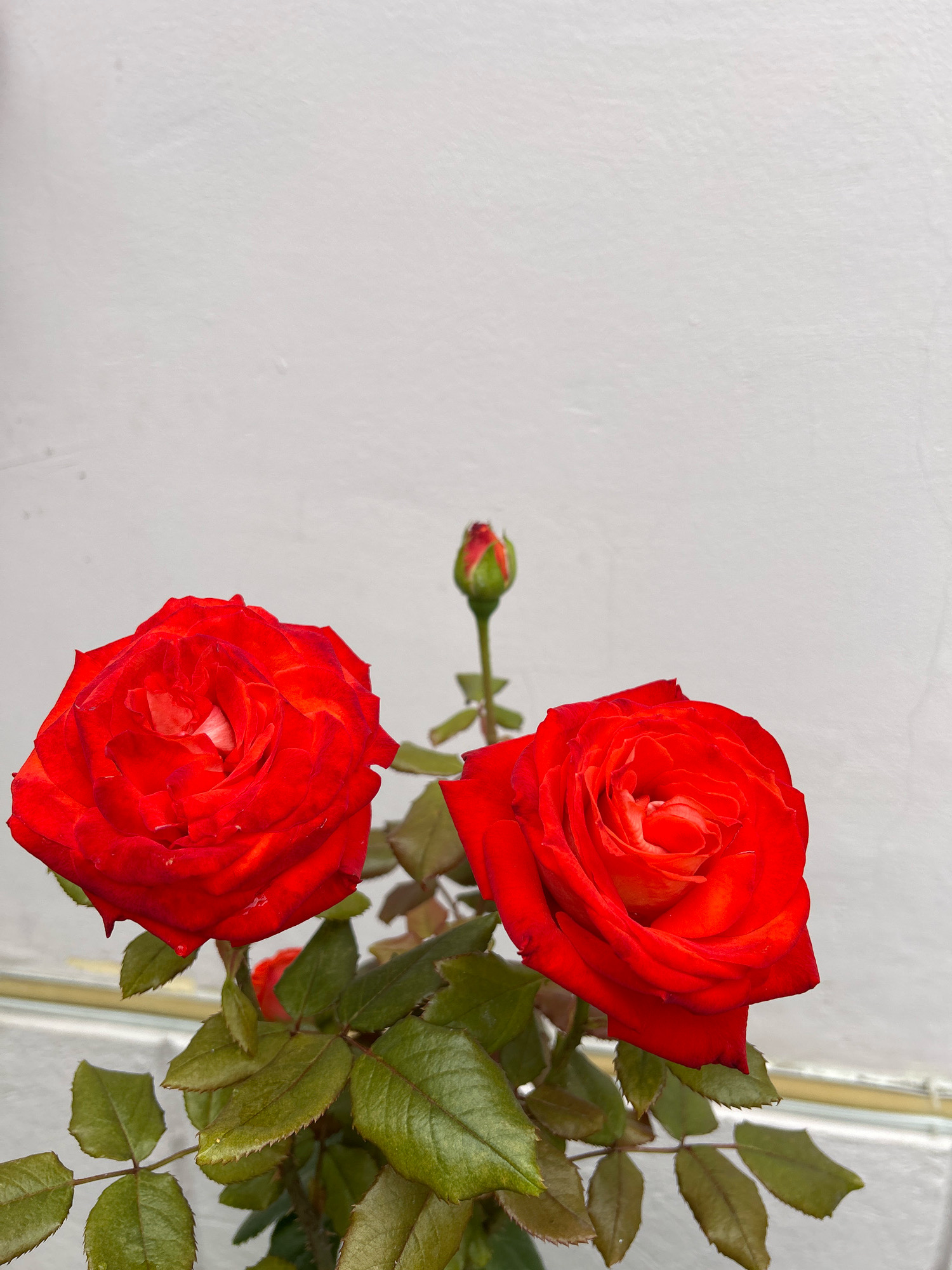 The image shows two vibrant red roses with a single rosebud in the background, set against a plain white wall. The roses are in focus, with their petals unfurling, revealing intricate layers. Their stems are adorned with lush green leaves, some of which show slight serrations along the edges. The lighting suggests an outdoor environment, possibly a garden or a balcony. No people or specific Moscow landmarks are visible. The scene is static, with the flowers appearing to be in full bloom.