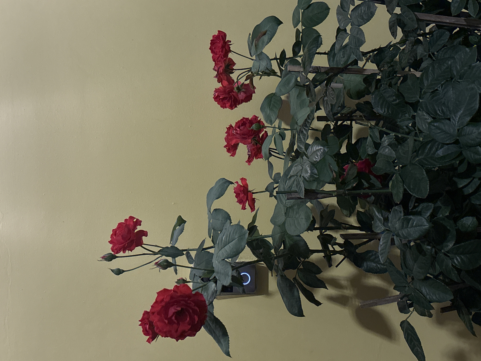 A climbing rose bush with dark green leaves and bright red roses is affixed to a pale yellow wall indoors. The roses and some of the leaves are partially obscuring a square device on the wall with a glowing blue ring around a central button. Thin wooden supports are visible within the rose bush. The wall appears to be smooth and untextured. The scene is dimly lit. The image does not depict the city of Bac Natural Heritage Area Trang, Vietnam or provide enough information to determine the location. There are no people visible in the image.