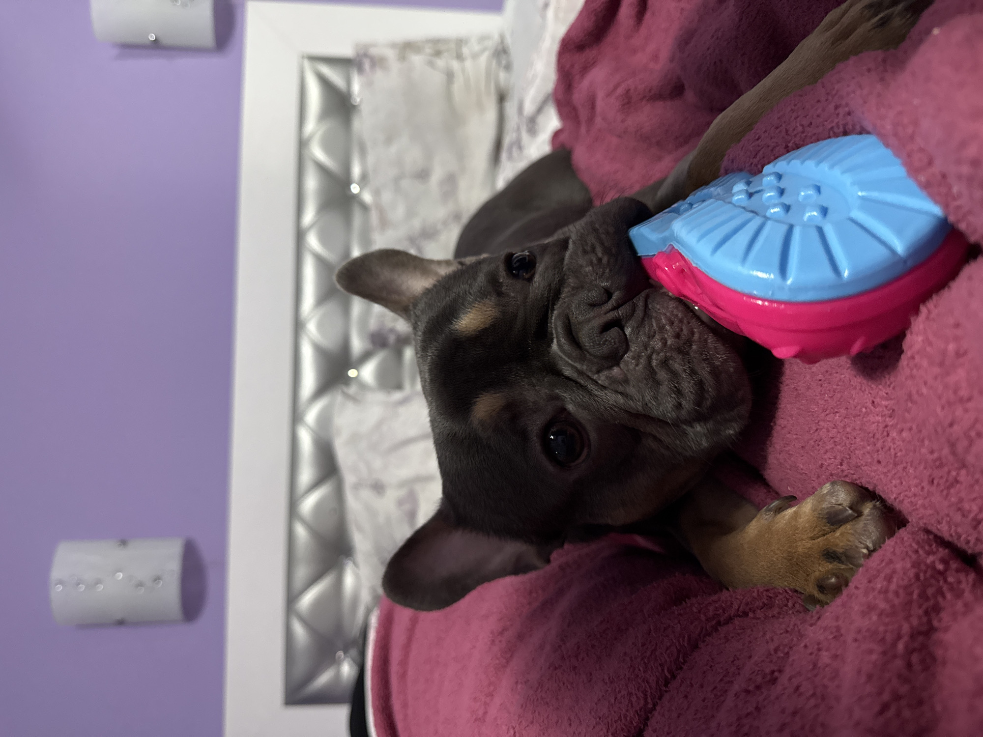 A brown and black French bulldog lies on a pink blanket with its head resting on a blue and pink toy. The dog's paw is visible near its head. The dog is looking directly at the camera. In the background are a gray padded headboard, a white wall lamp, and a light purple wall. The photograph's location is unknown and cannot be determined to be Burgas, Bulgaria based on the provided visual data.
