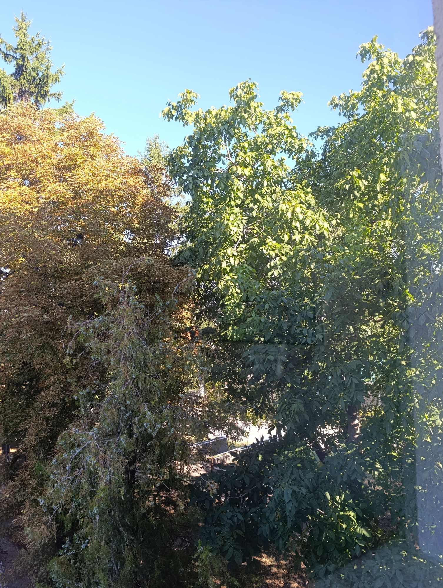 This image captures a sunlit view of trees from a window, likely in the town council area of Dubăsari, Moldova. The foreground is dominated by the dense foliage of several trees, with a large tree on the right displaying vibrant green leaves. To its left, another tree exhibits autumnal colors, with leaves turning yellow and brown, and some green foliage interspersed. In the background, a tall evergreen tree stands against a clear blue sky. The sunlight filters through the leaves, creating dappled patterns on the ground and branches. The scene suggests a natural, possibly residential or park-like setting within the town.