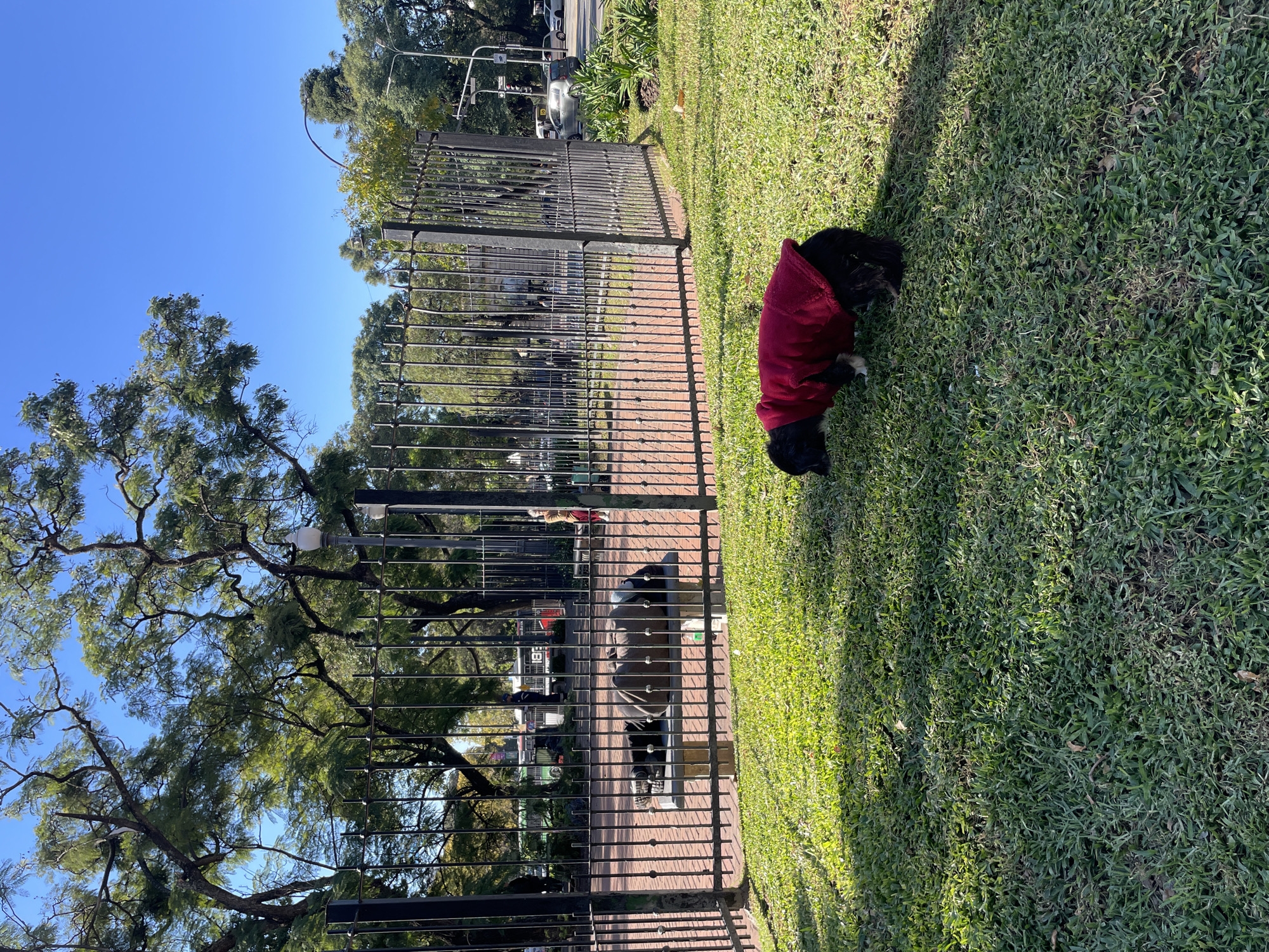 The image depicts a vibrant, sunny outdoor scene, likely in a park or green space within Buenos Aires, Argentina. In the foreground, a black dog wearing a red sweater is situated on lush green grass, appearing to sniff or look downwards. The grass shows distinct patches of sunlight and shadow, indicating bright, clear weather.
A sturdy black metal fence, composed of vertical bars, runs across the mid-ground, acting as a barrier. Beyond this fence, a paved area with a brick-like pattern is visible, where a person can be seen sitting on a park bench. Further into the background, an urban street bustles with activity, featuring several cars, some appearing to be parked, and others in transit. Traffic light poles and abundant green trees line the street, with their foliage extending into the upper parts of the frame and a clear, bright blue sky dominating the background. The trees display dense green leaves and a complex network of branches. No discernible text is visible in the image.