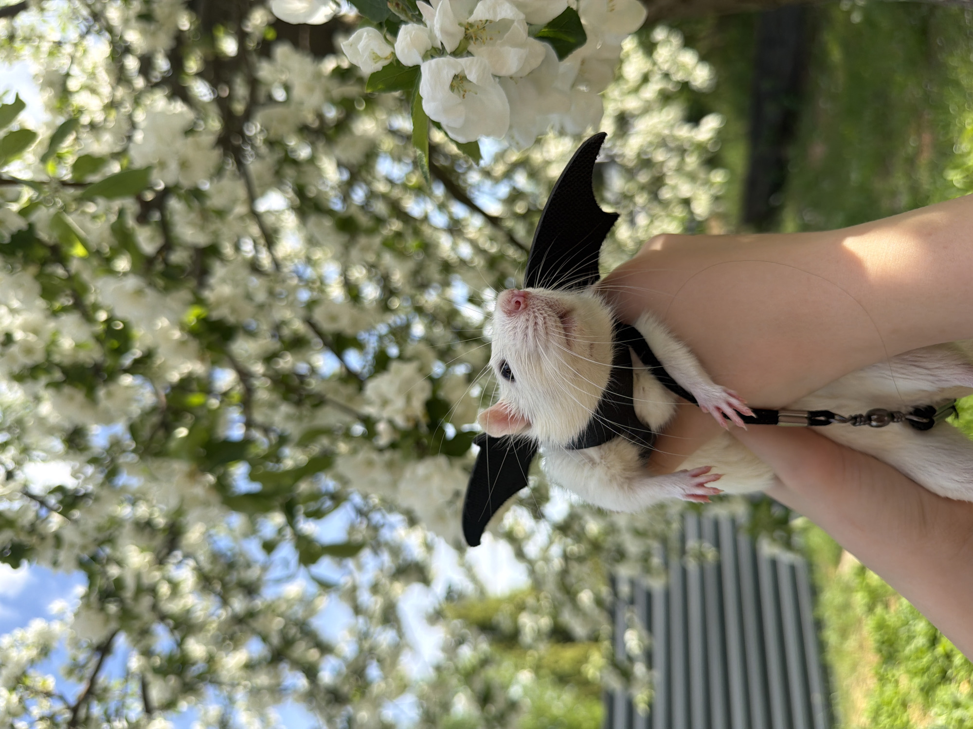 A person holds a white sugar glider in their hands near white blossoms in Dubovaya, Russia. The glider wears a black bat wing costume and a black harness with a leash. The background consists of a tree with white flowers and green leaves, along with a white metal fence and green grass. The sky is visible through the flowers.