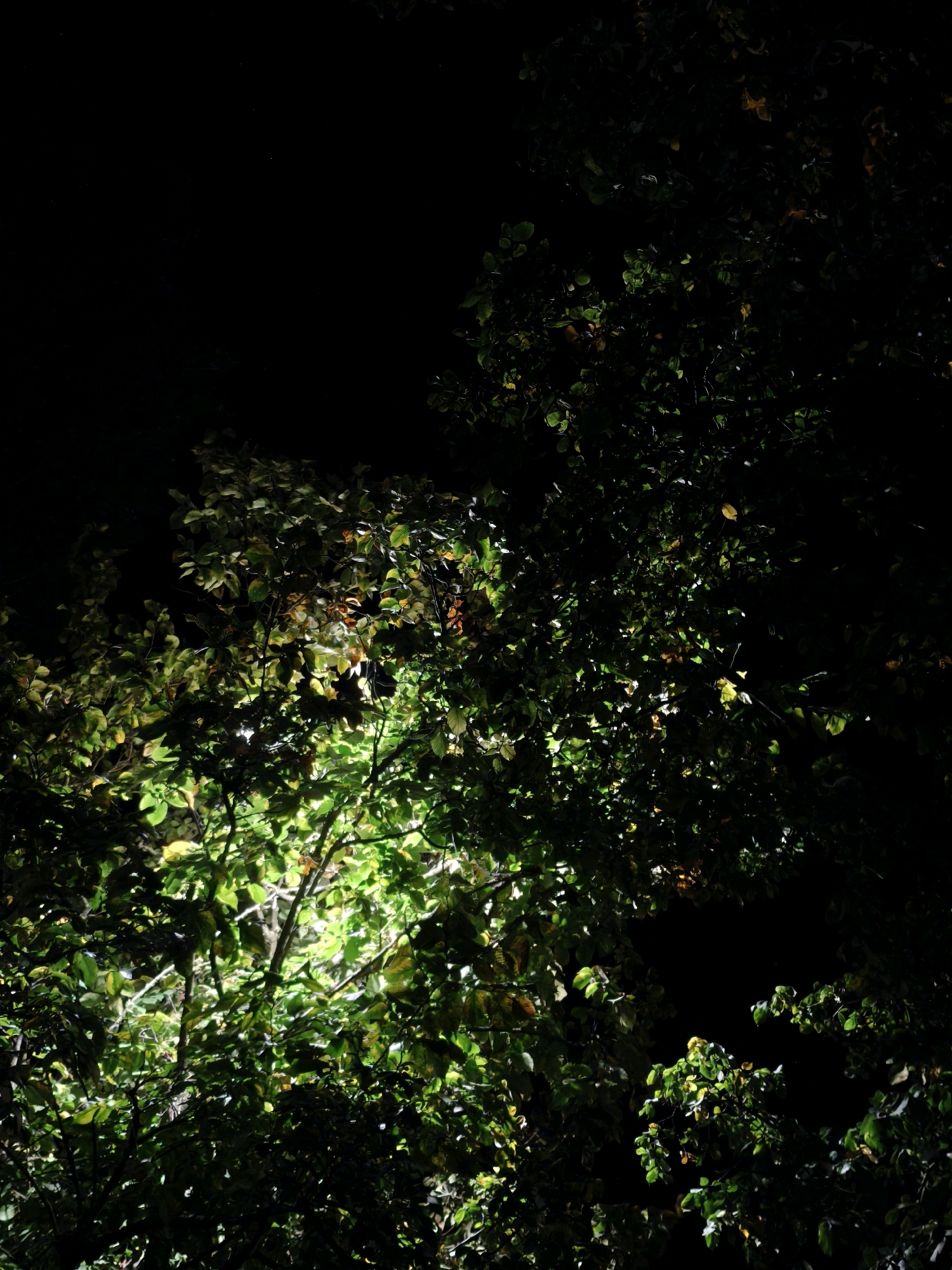 The image depicts a dense canopy of trees at night, illuminated by an artificial light source from below and to the left. The leaves are predominantly green, with some exhibiting yellow and brown hues, suggesting a potential autumn season. The darkness of the night sky forms a stark contrast to the brightly lit foliage. There are no people or animals visible in the frame. The scene appears to be a natural or semi-natural area, possibly a park or a wooded area within a city. The specific location in Mahilyow, Belarus cannot be determined from the visual information alone.