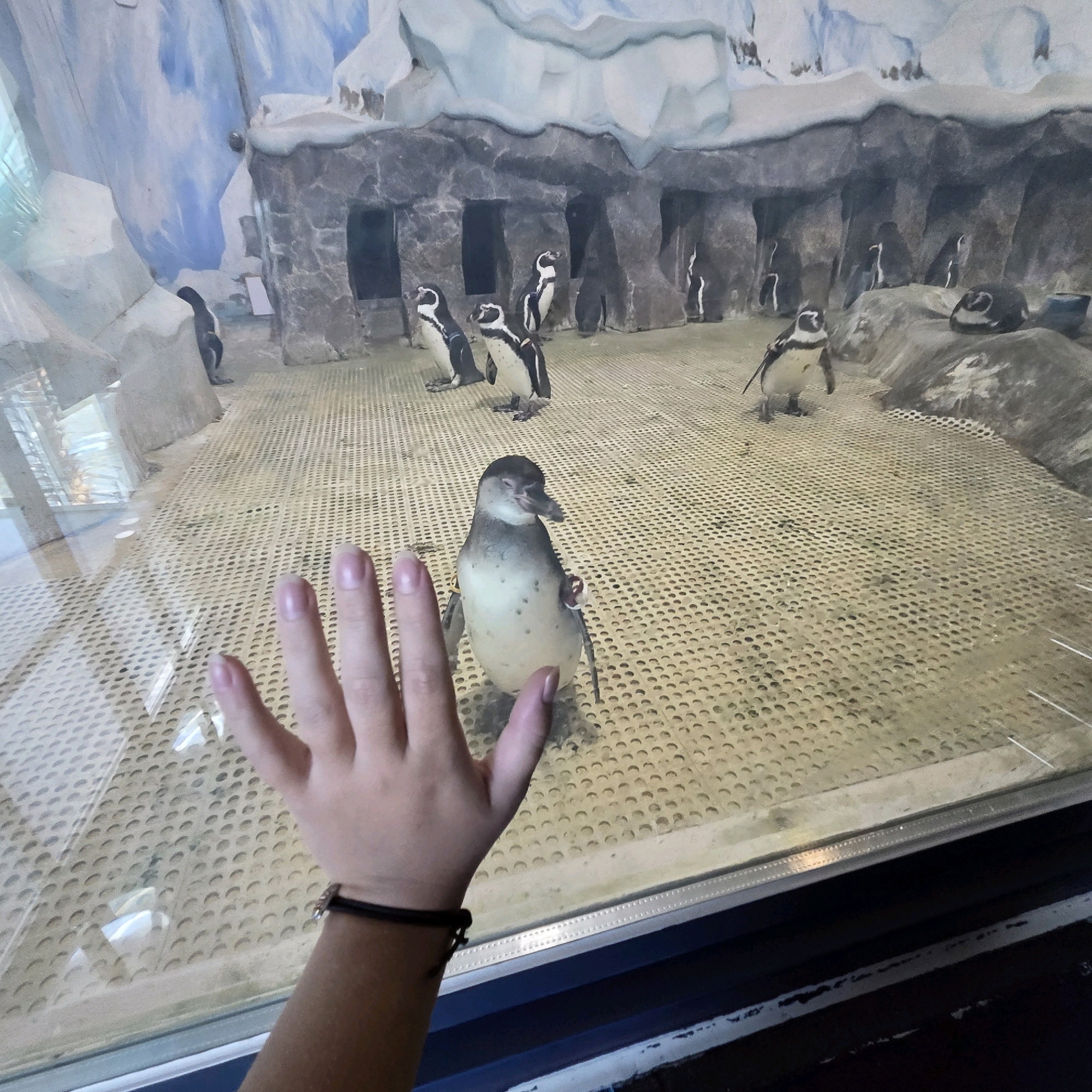 A hand with clean, manicured fingernails is pressed against a glass enclosure, obscuring the lower left portion of the image. The hand wears a simple black bracelet. Through the glass, a colony of penguins is visible within an artificial habitat designed to resemble an icy environment with rocky outcroppings and a blue, painted background depicting snow-capped mountains. The floor of the enclosure is a textured, yellow-brown surface with a grid of circular indentations. Several penguins are scattered throughout the habitat. One penguin, closer to the viewer and in the center of the frame, stands on its feet and appears to be looking towards the hand. It has a black head, white belly, and speckled grey body. Other penguins are seen in the background, some standing, others appearing to be nesting or resting on rocks. The overall scene suggests an exhibit at a zoo or aquarium, likely in Gangneung-si, South Korea, given the context of previous requests.
