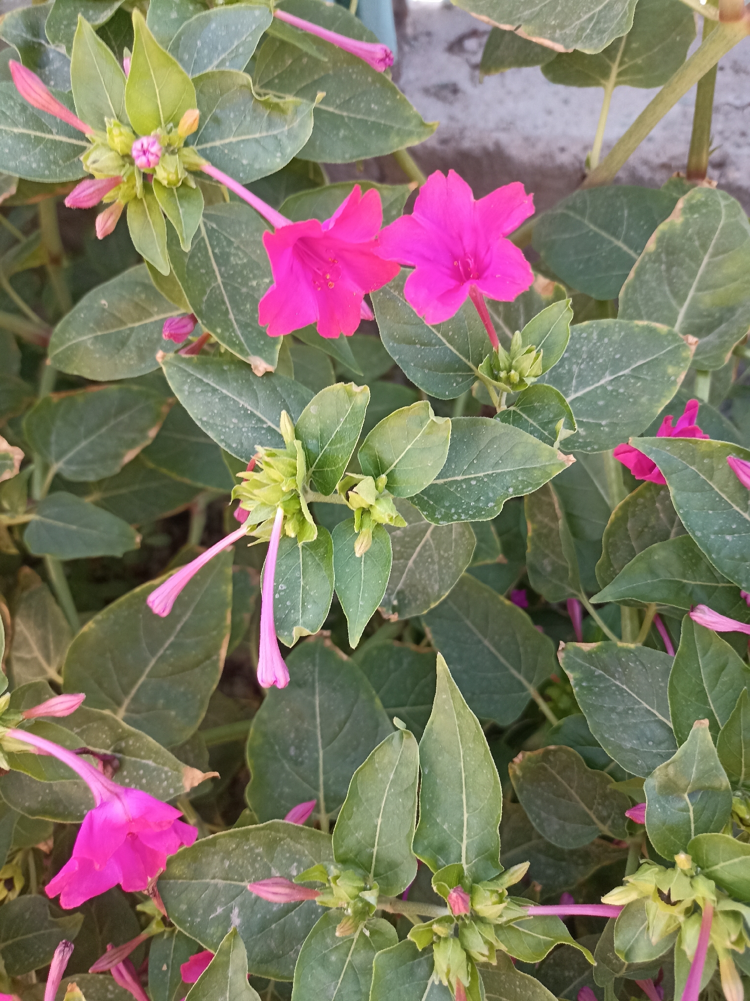 The image shows a close-up of pink four o'clock flowers and their buds, surrounded by green leaves. The flowers have a trumpet-like shape with five petals. Some of the flowers are fully open, while others are still in bud form. The leaves are ovate and have a slightly rough texture. The background is blurred, but it appears to be a natural setting with some soil and possibly a wall. The scene is well-lit, with natural light illuminating the flowers and leaves. There are no people or animals visible in the image. The photograph captures the vibrant colors of the flowers and the intricate details of their structure. The image does not contain any contextual information or visual cues that would indicate its location in the city of Көктөбе, Kazakhstan.