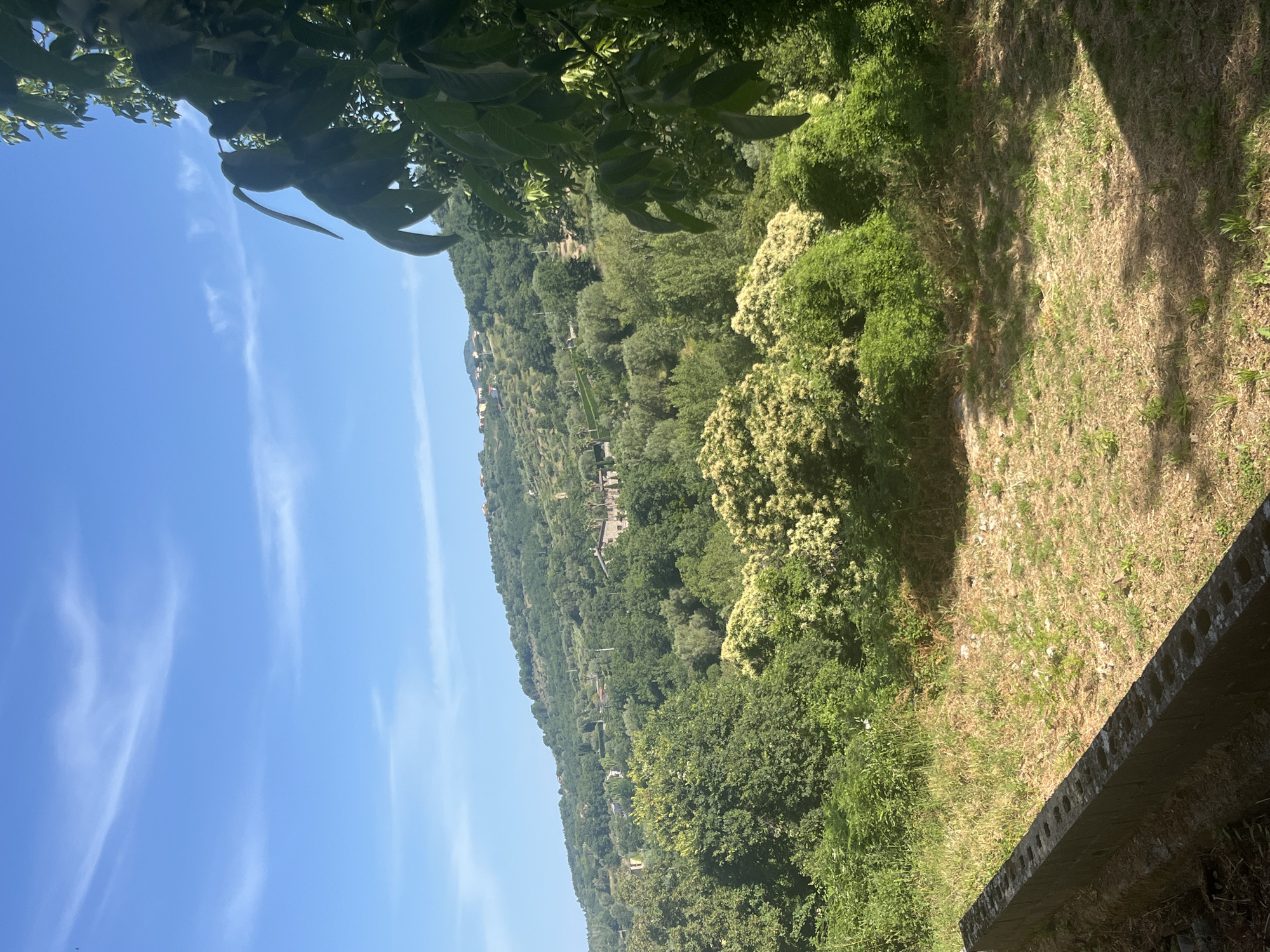 The image depicts a lush, green hillside dotted with buildings, indicative of a rural or semi-rural setting, potentially within or near Vallo della Lucania, Italy. The foreground features a low, concrete structure with visible perforations, bordering a sun-drenched, dry grass area. Behind this, a dense expanse of various trees and shrubs dominates the midground, with some featuring clusters of light-colored flowers. The background is a verdant hill covered in trees and vegetation, with scattered houses and structures visible on its slopes, leading up to a clear blue sky with wispy clouds. The presence of foliage, the architectural style of the distant buildings, and the dry, Mediterranean-like vegetation suggest a warm climate. No people or animals are present in the scene.