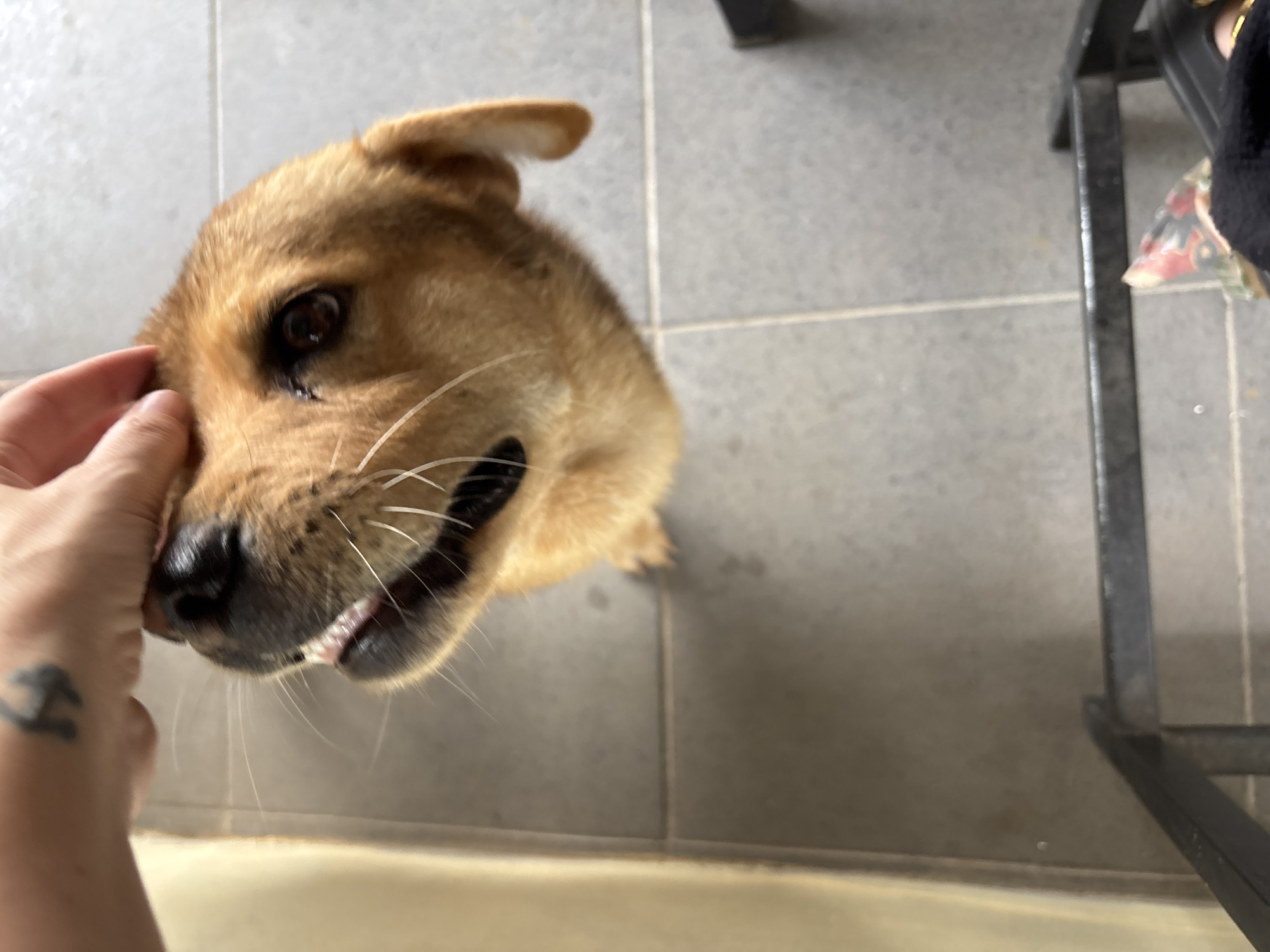 An overhead shot captures a person's hand petting a light brown dog. The dog's head is tilted upwards towards the hand, with its mouth slightly open, revealing its teeth and tongue. The dog's fur is short and appears to be a mix of brown and golden hues. Its eyes are dark and watchful. The hand has a black tattoo on the wrist, a symbol of some kind. The scene unfolds on a tiled floor, likely indoors, given the clean, even surface and the light reflecting off it. A portion of a metal structure, possibly a piece of furniture or equipment, is visible in the lower foreground. The lighting suggests a bright, possibly natural, light source illuminating the scene from above or the side. The overall impression is one of a candid moment of interaction between a human and their pet. The location is Kuta Selatan, Indonesia.