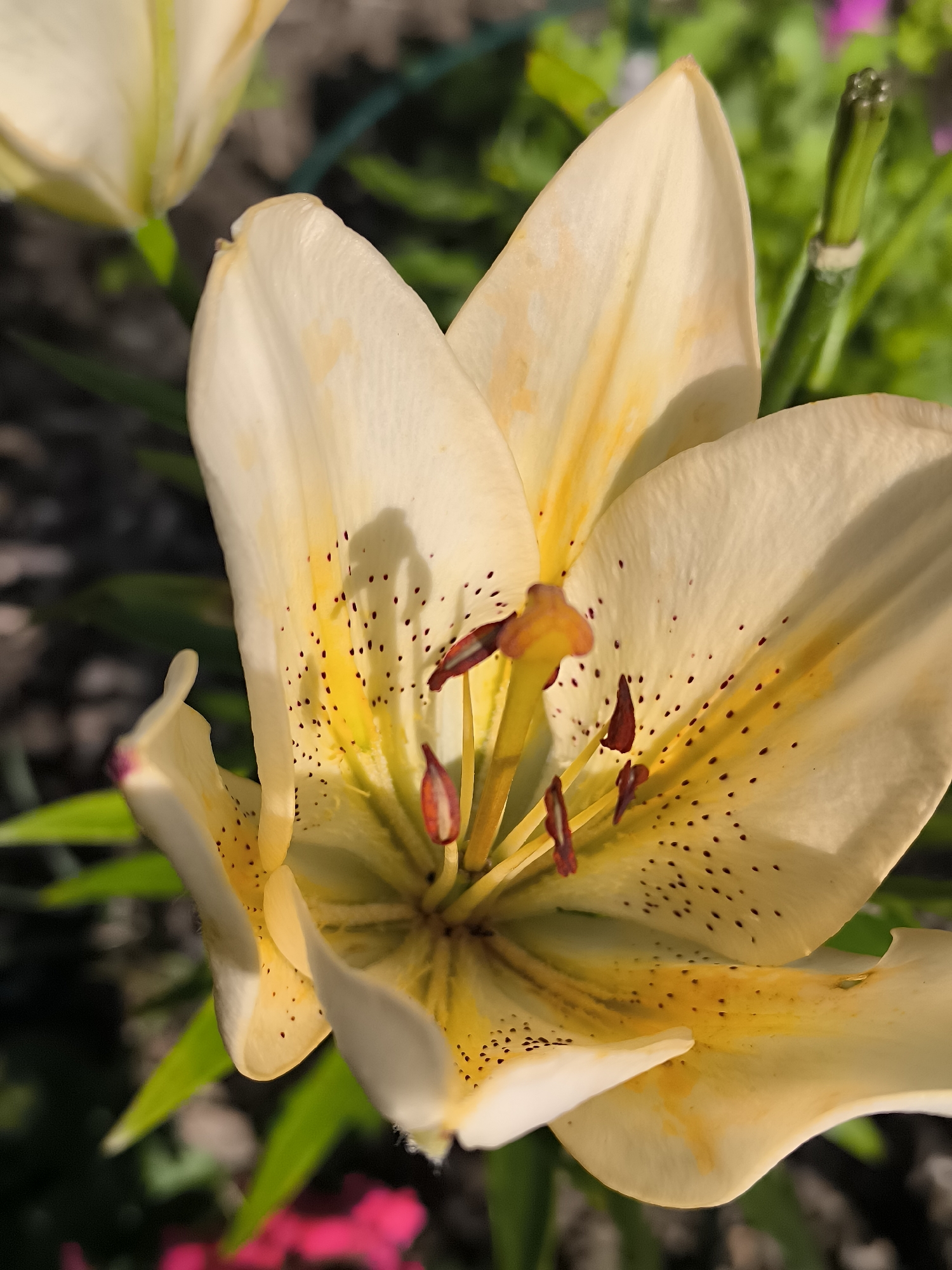 The image shows a close-up, vertical, eye-level shot of a pale yellow lily flower in bloom. The flower is predominantly in focus, with its delicate petals unfurling to reveal the stamen and pistil at its center. The petals are a soft yellow, with darker yellow streaks and small, dark brown speckles scattered across their surface, particularly towards the base. The stamen are a deep red-brown, tipped with orange anthers. The background is softly blurred, featuring green foliage and a hint of pink flowers, suggesting a garden setting. The overall lighting is natural, casting gentle shadows on the flower. There are no people or specific structures visible that would indicate a particular location within Žiaukos, Lithuania.