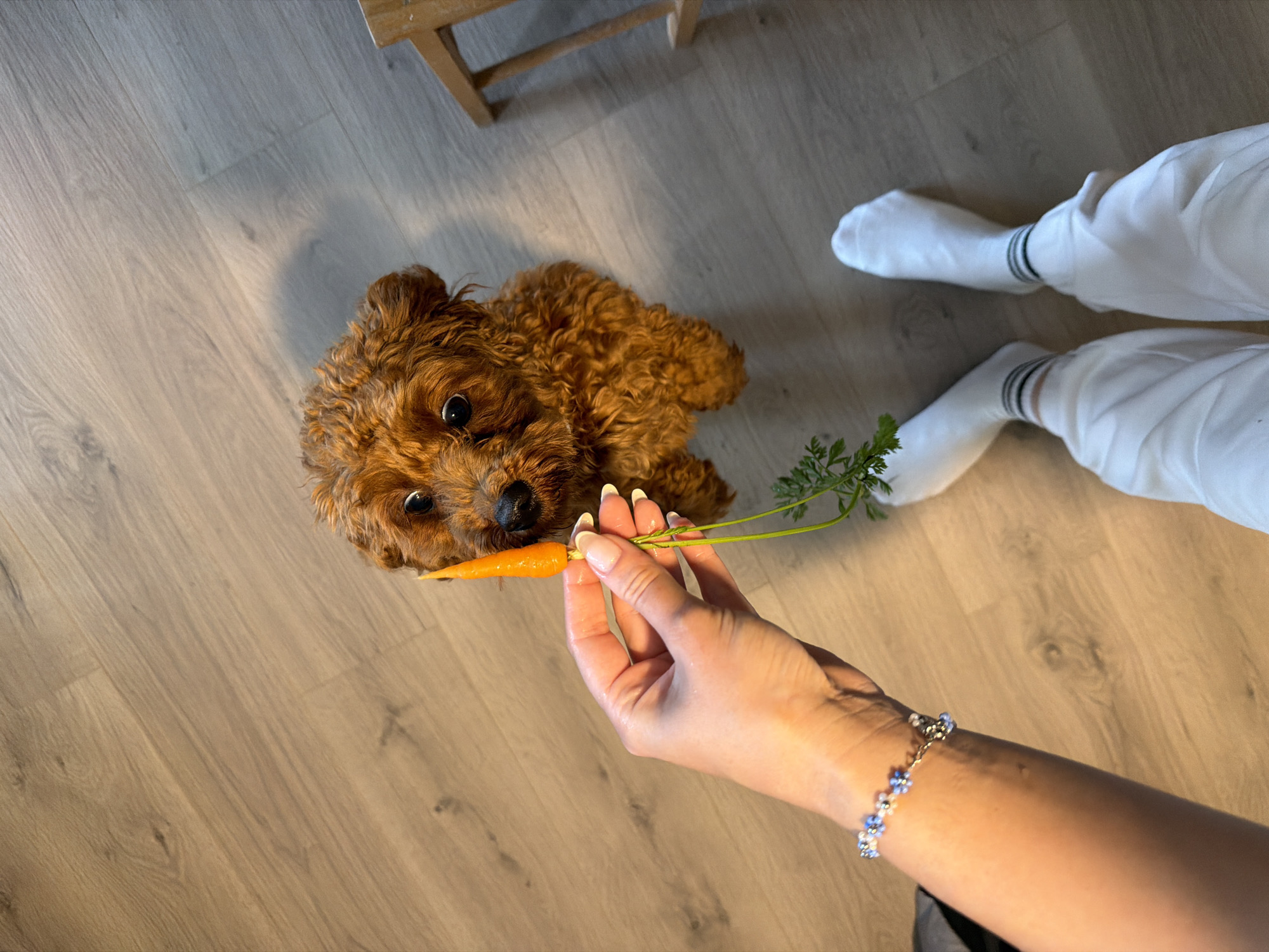 A small, fluffy, reddish-brown dog is looking up at a hand holding a baby carrot with its green tops. The dog is sitting on a wooden floor. The hand, belonging to a person wearing white socks and pants and a beaded bracelet, is positioned to offer the carrot to the dog. The environment appears to be indoors, possibly a home, with no clear indicators of the city of Noevtsi, Bulgaria.