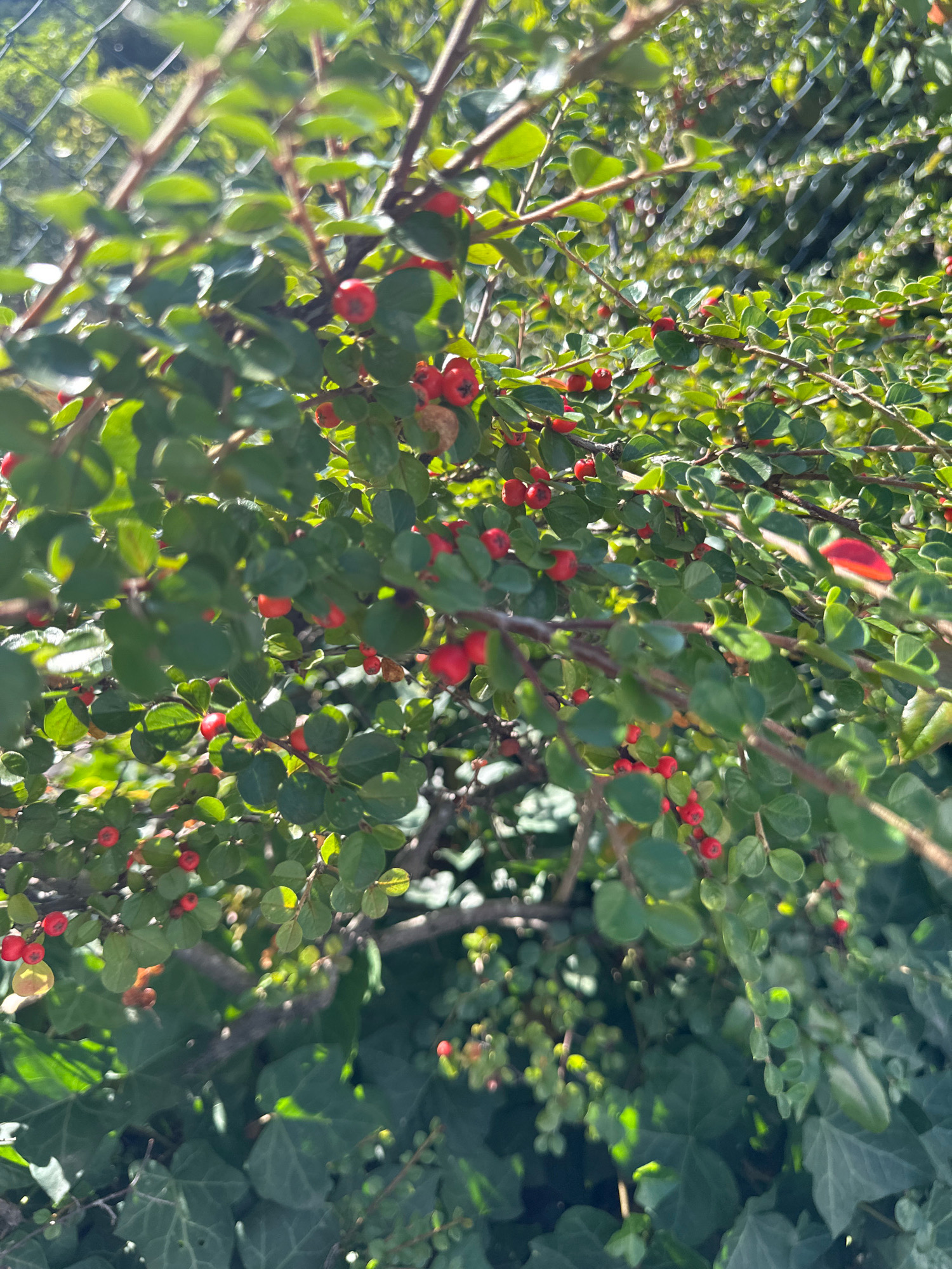 The image shows a close-up view of a bush with small, round red berries and green leaves. The bush is dense, with branches crisscrossing and obscuring the background. The berries are scattered throughout the foliage, some appearing in clusters. The lighting suggests it is daytime, with sunlight filtering through the leaves, creating highlights and shadows. In the upper portion of the image, a chain-link fence is visible, also somewhat out of focus. At the bottom of the image, larger, darker green leaves, possibly ivy, are present. The setting appears to be an outdoor environment, potentially a garden or a park area. This scene was captured in Krefeld, Germany.