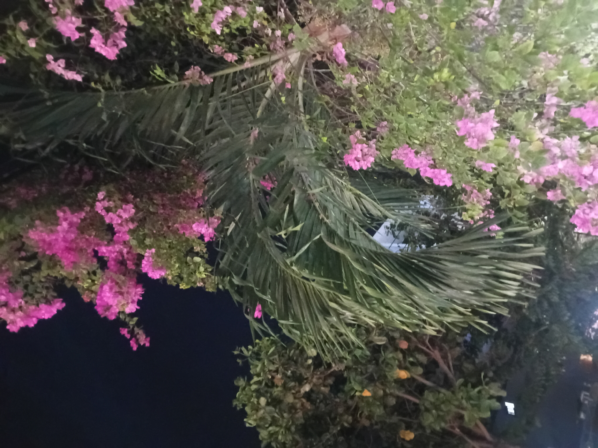 This is a nighttime outdoor photograph taken in Đà Nẵng, Vietnam. The image captures a cluster of vibrant pink bougainvillea flowers intertwined with the fronds of a palm tree. The dark night sky serves as the backdrop. To the left, a leafy green tree with visible yellow fruits (likely citrus) can be seen, also illuminated by ambient light. The lower portion of the image shows glimpses of what appears to be a street or walkway with some artificial lighting reflecting on the ground. The overall scene suggests a tropical urban environment at night, with lush vegetation and floral elements illuminated.