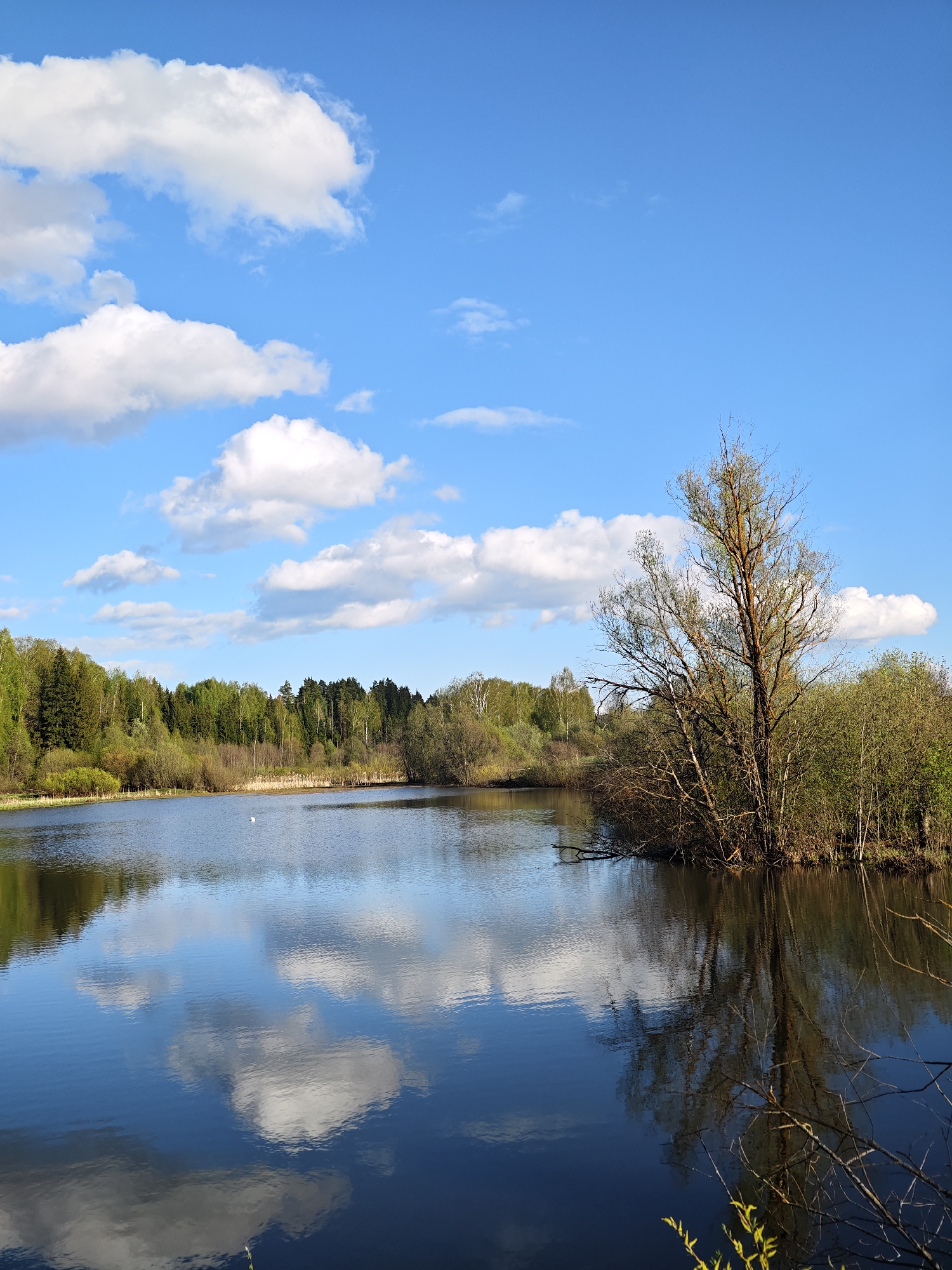The image shows a serene lake scene in Malyi Bukor, Russia. The sky is a clear blue with scattered white clouds, which are reflected in the calm surface of the lake. Dense green forest lines the shore across the lake. On the right side, a large tree with bare branches stands amidst other shrubs and vegetation, with its reflection visible in the water. The lake appears still, reflecting the sky and surrounding trees, creating a mirrored effect. There is no indication of any human presence or activity within the scene.