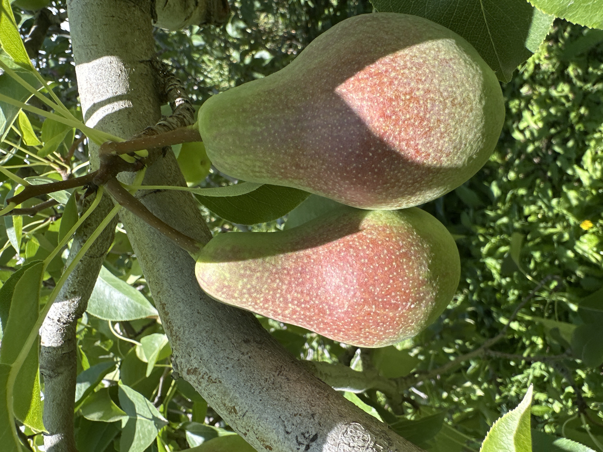 The image shows two pears hanging from a tree branch, with lush green foliage in the background. The pears are elongated, with a red blush on their skin, and appear to be ripe. Sunlight dapples through the leaves, creating shadows on the fruit and branches. The scene is set in Bosteri, Kyrgyzstan, with the natural beauty of the region evident in the rich green vegetation. No people are present in the image.