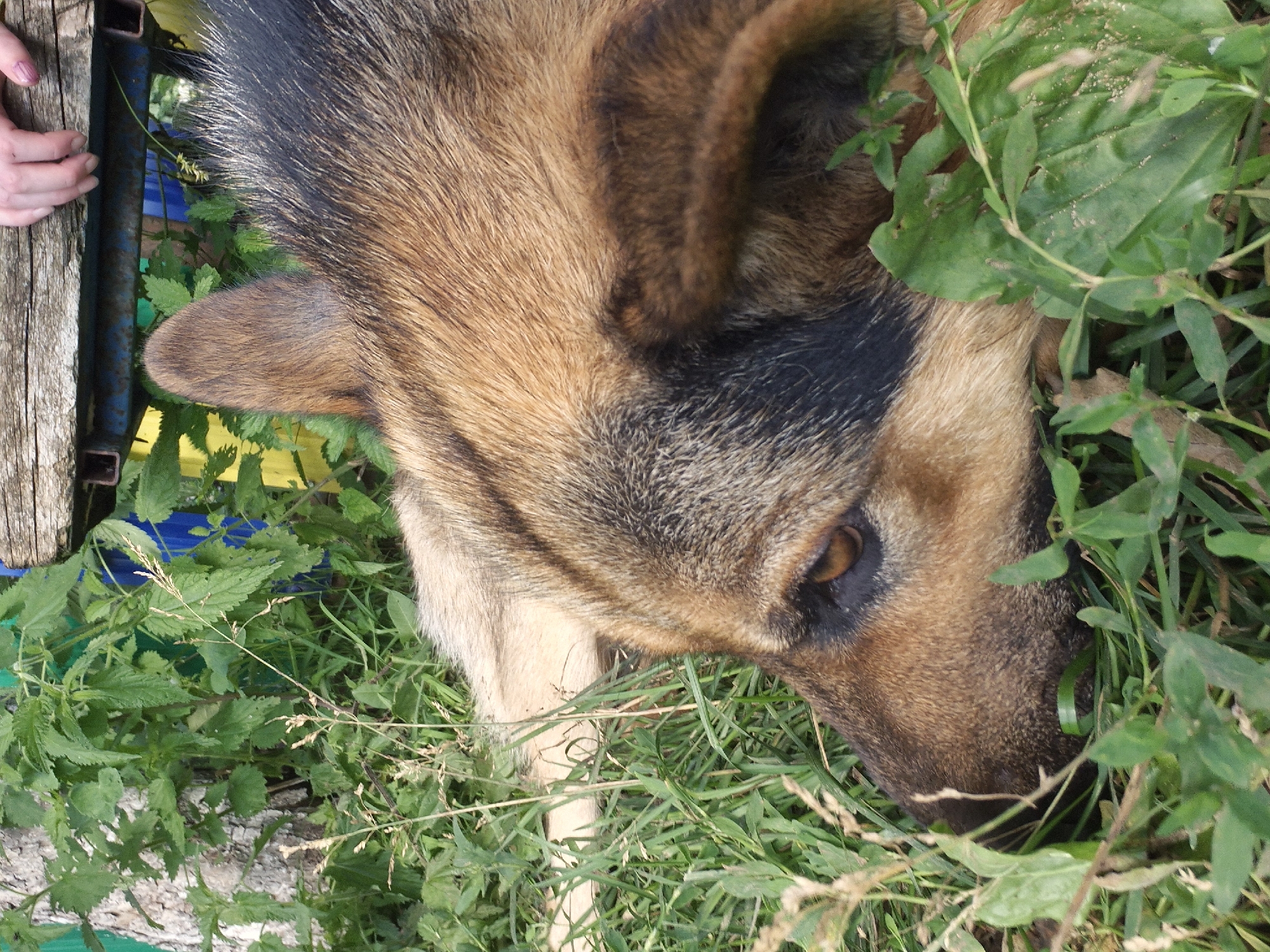 A German Shepherd dog rests in tall green grass near a tree trunk. The dog's head and upper body are visible, with its brown and black fur prominent. The dog's right eye is open and looking forward. In the upper right corner of the image, a person's hand is resting on a wooden structure. The environment appears to be outdoors, possibly in a park or backyard, with lush vegetation surrounding the dog. The image does not provide any information that would suggest a specific location within the city of Karsha, Russia.