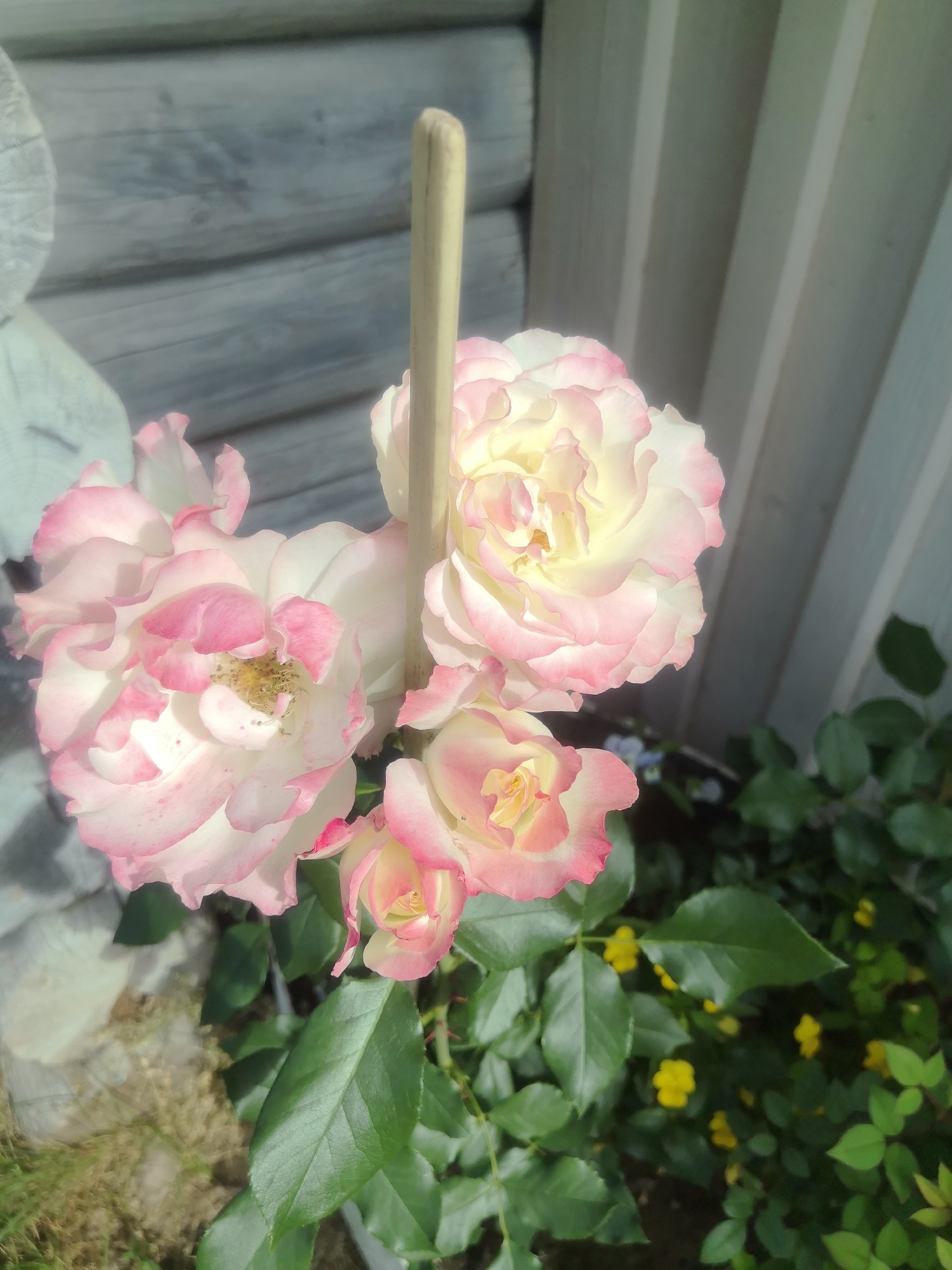 A close-up, eye-level shot captures a cluster of pink and white roses in bloom, with a wooden stake piercing through the center of one of the flowers. The roses are arranged in a dense bouquet, with a few buds also visible. The background consists of weathered wooden siding and a white vertical plank fence, suggesting an outdoor setting. Small yellow flowers are scattered amongst the green foliage in the lower right portion of the frame. The overall scene appears to be in a garden or yard.