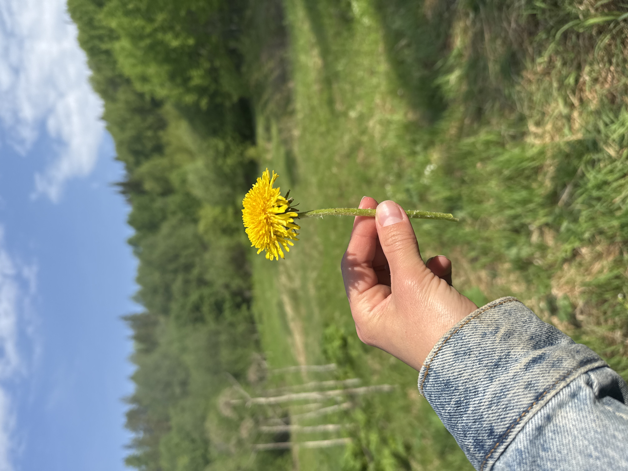 A person's hand, clad in a blue denim jacket, holds a dandelion flower against a blurred background of a green field and trees under a blue sky with white clouds. The location cannot be determined from the image.