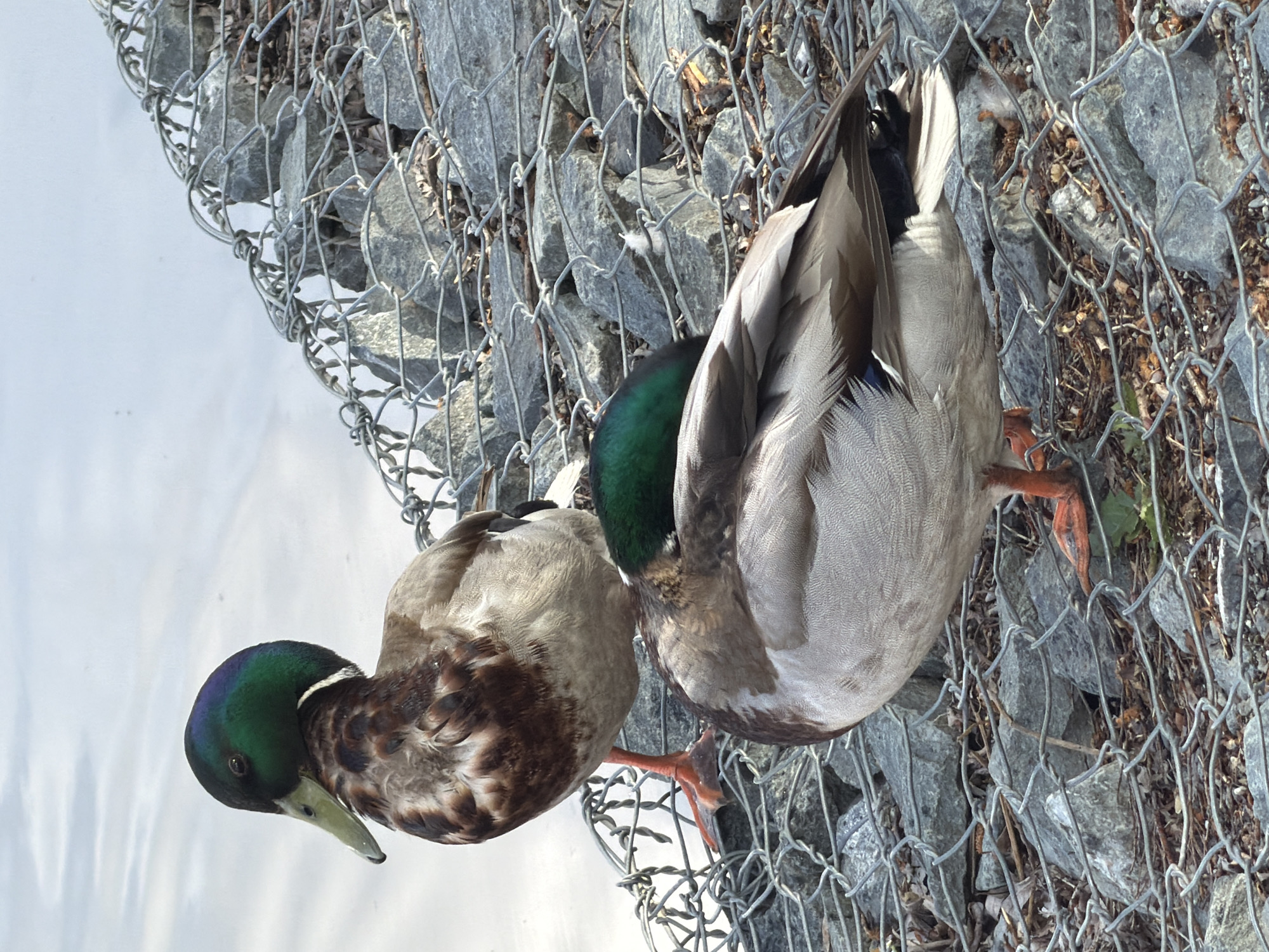 This rotated daytime image, taken in Votkinsk, Russia, features two mallard ducks (Anas platyrhynchos) standing on a gabion wall adjacent to a body of water. Both ducks are male (drakes), characterized by their distinctive iridescent green heads, white neck rings, and grayish-brown bodies.
The duck on the left is positioned closer to the water, with its head slightly lowered, appearing to observe the water or surroundings. The duck on the right is situated further back on the gabion structure, with its head visible above its back, suggesting it may be resting or preening. Their bright orange webbed feet are visible, gripping the wire mesh of the wall.
The scene is dominated by the gabion wall, which is constructed from a grid of metallic wire mesh filled with numerous grey, angular rocks. Some dry leaves and natural debris are nestled among the stones within the mesh. To the left of the ducks, a calm body of water reflects the bright, clear daytime sky. The lighting is strong and natural, indicating good weather conditions. There are no people visible, and no text can be discerned within the frame. The overall impression is one of a peaceful coexistence between wildlife and a human-made structure along a waterway.