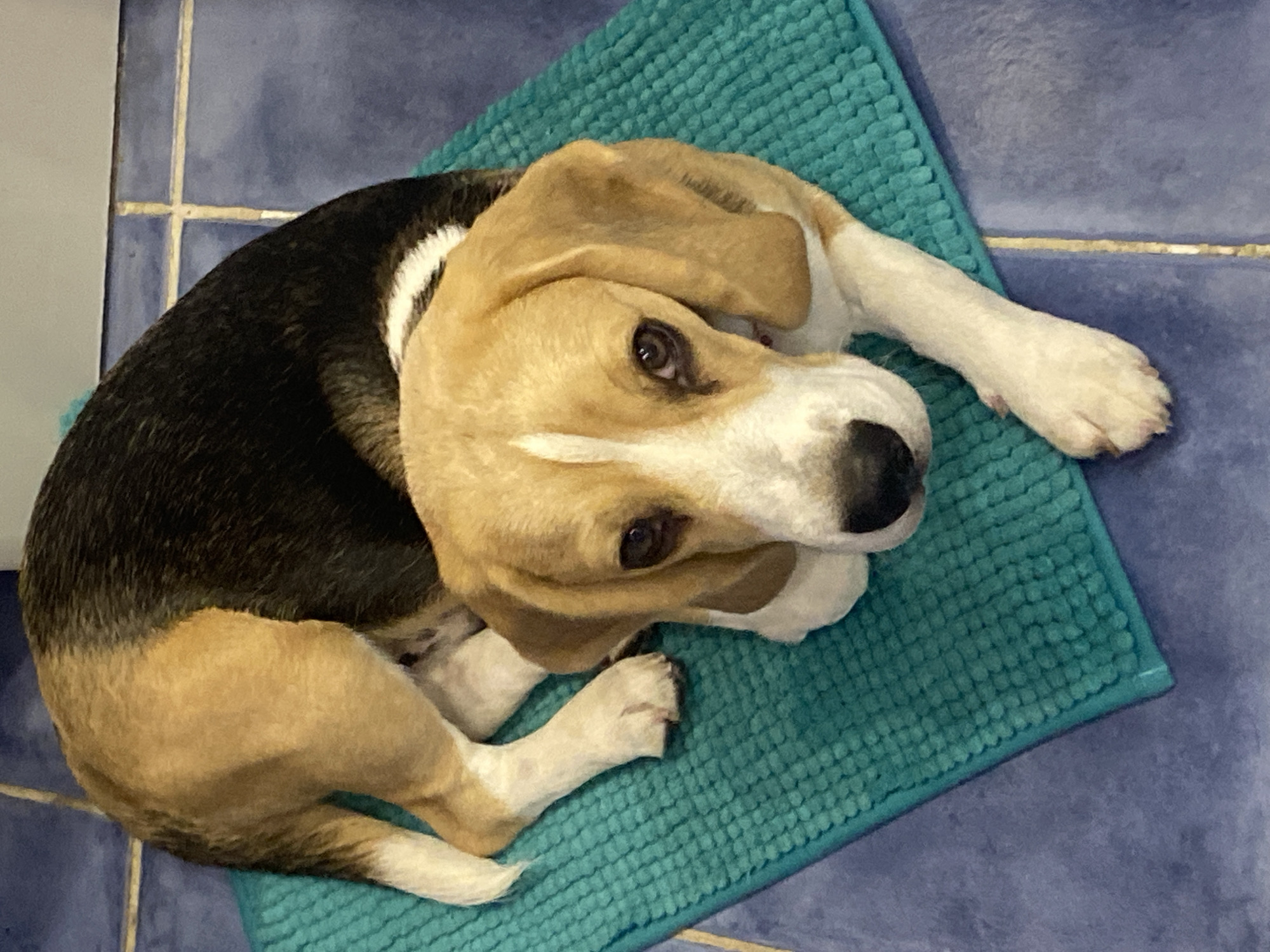 A Beagle dog is lying on a teal bath mat, which is placed on a blue tiled floor. The dog has classic tri-color markings: black, tan, and white. Its head is turned towards the viewer, with its brown eyes looking directly at the camera. The dog's paws are resting on the mat and the floor. The background consists of blue tiles with visible grout lines. There is no indication of the city of Perm, Russia in this image.