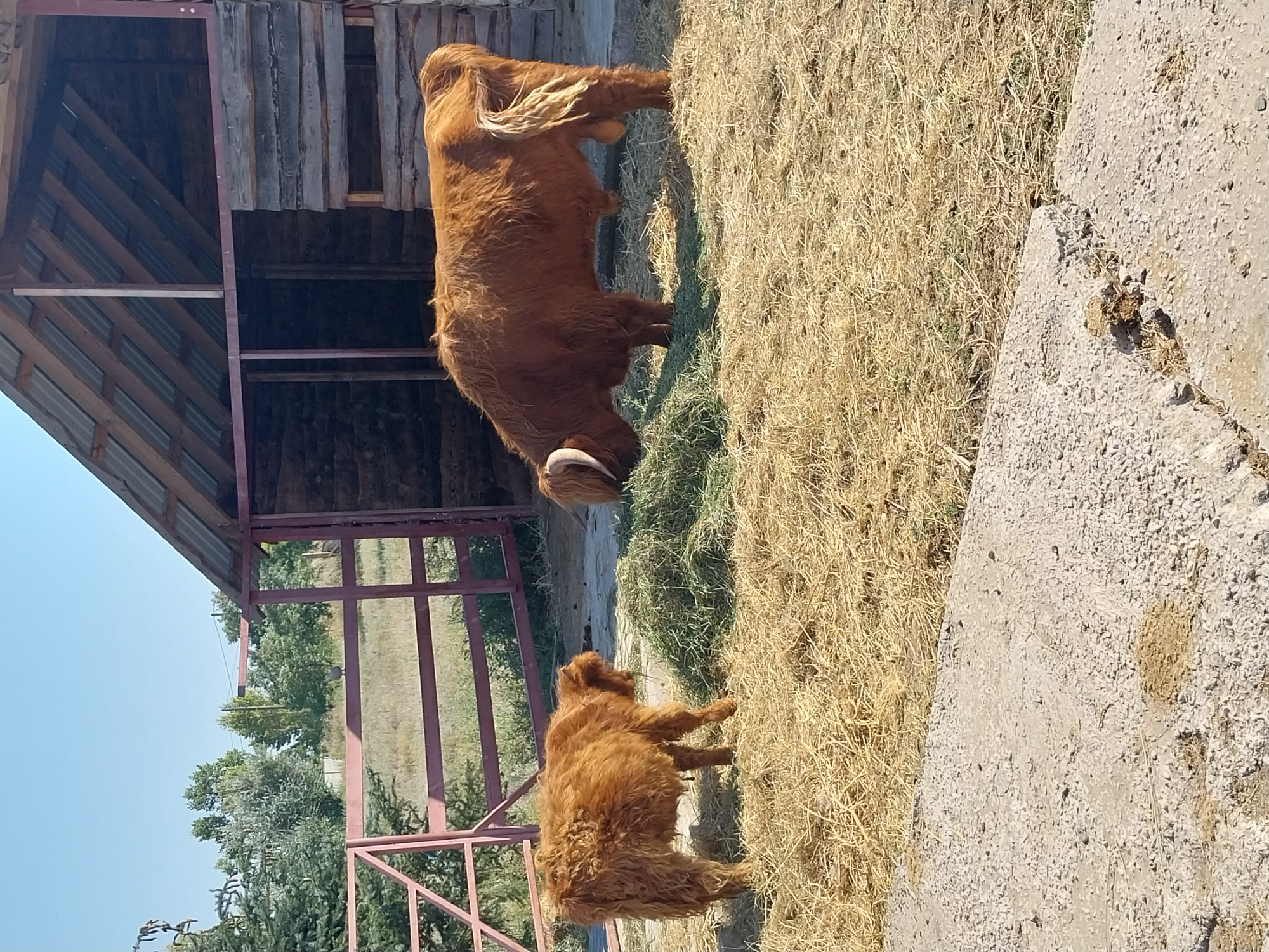 In Yelyzavetivka, Ukraine, a Highland cow and its calf are captured in a farmyard setting. The larger cow is grazing on a pile of hay, its brown fur thick and shaggy, with a light-colored tail. The calf stands to the left, also facing the hay, its fur similarly textured. Behind them, a rustic wooden structure with a corrugated metal roof stands partially open, revealing a dark interior. A red metal fence runs across the background, separating the farmyard from a dry, grassy field and scattered trees under a clear blue sky. The ground in the foreground is a mix of dry hay and concrete.