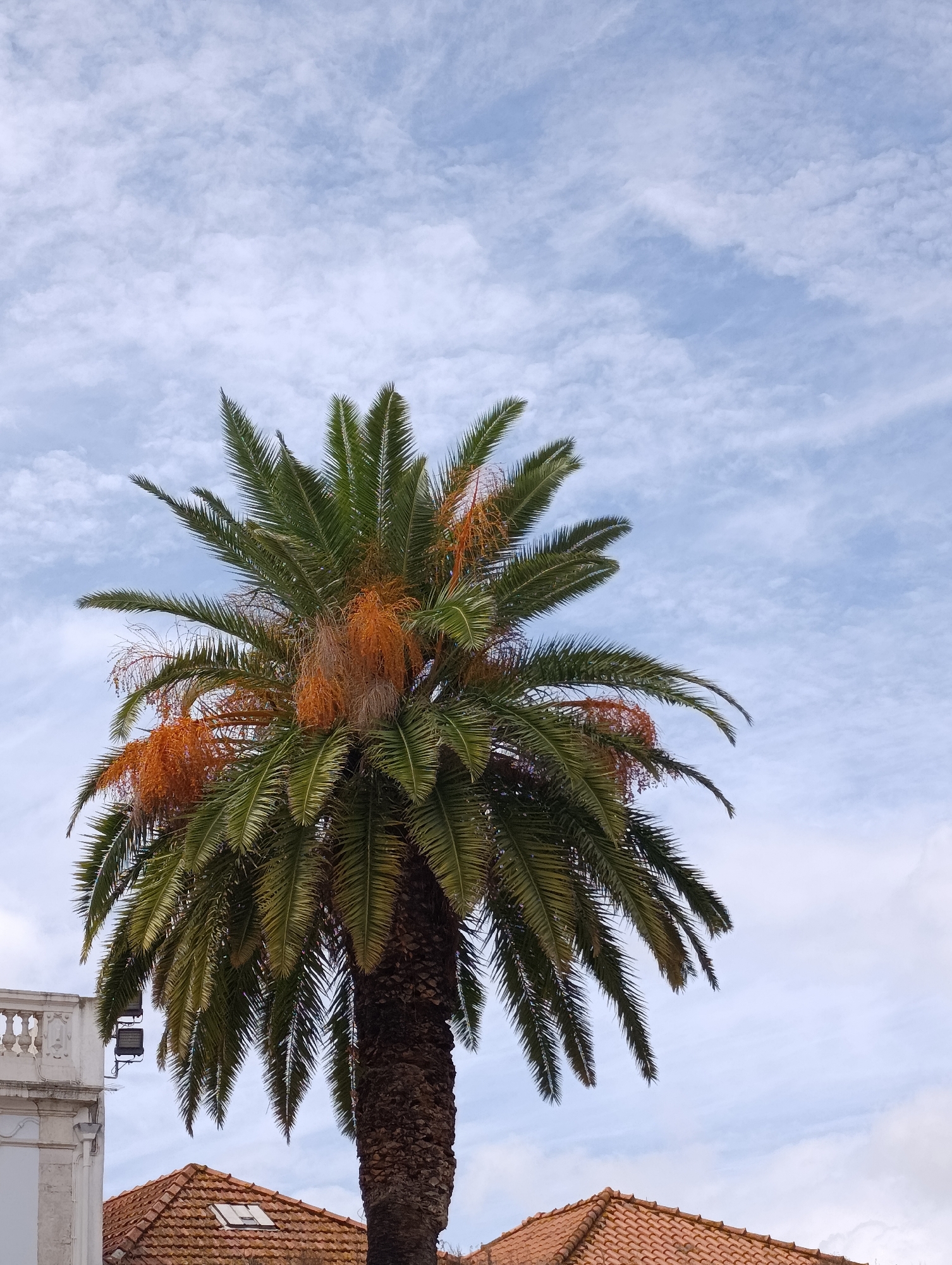 This is a medium-angle, eye-level, full-shot photograph of a palm tree in Setúbal, Portugal. The palm tree, with its dark brown trunk and green fronds, dominates the center of the frame, its top reaching towards a sky filled with wispy white clouds. Orange clusters of what appear to be palm fruit or flowers hang from the fronds. In the lower left of the image, a white building with a decorative railing is visible, and to its right, the terracotta-tiled roofs of other buildings are partially in view, one with a skylight. The lighting suggests it is daytime.