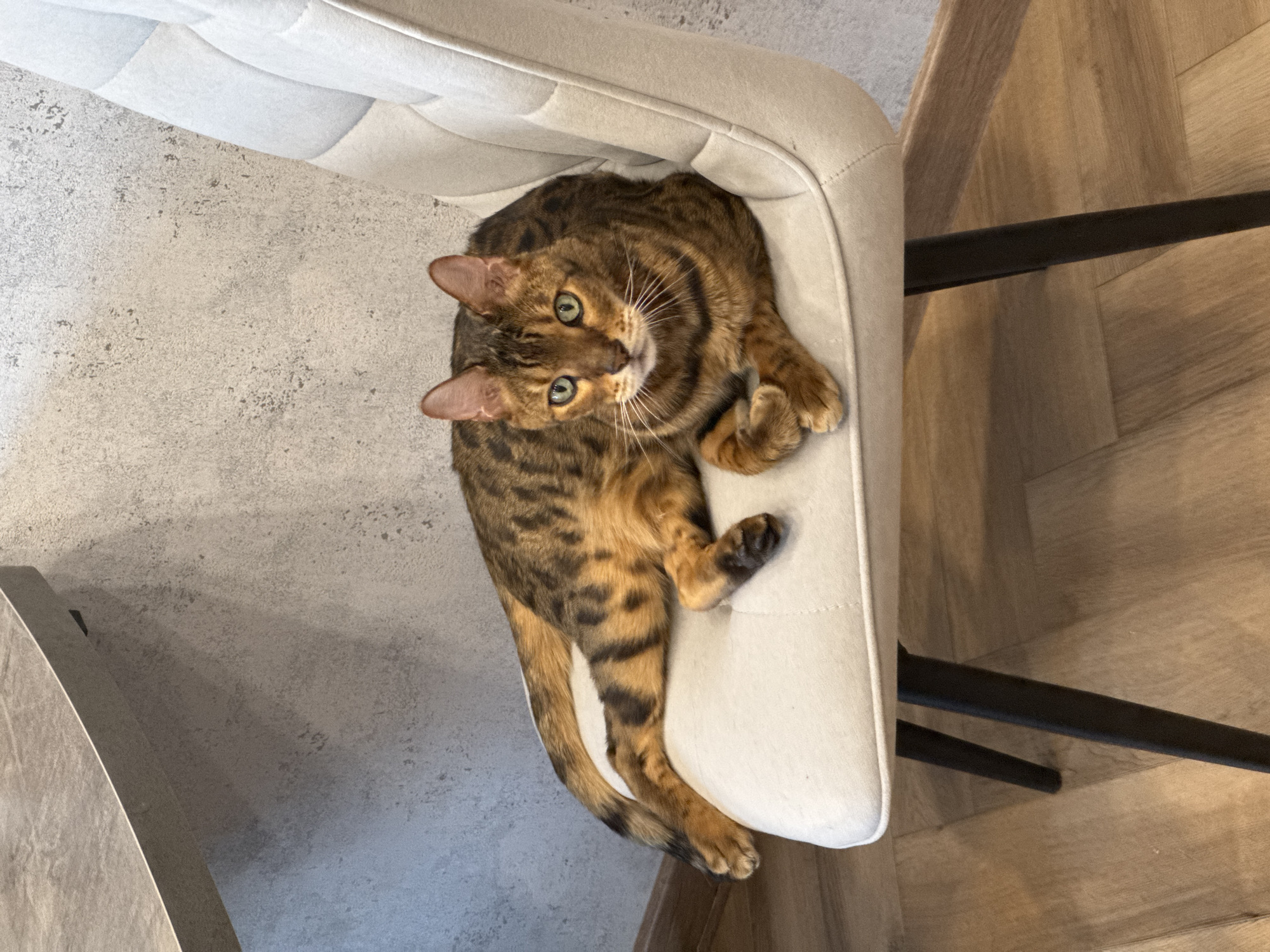 A brown tabby cat with green eyes is lying on a light-colored chair in a room. The cat is in focus, and its fur has a spotted pattern. The chair is upholstered and has black legs. In the background, there is a textured wall and a wooden floor. A gray table is partially visible in the upper left corner. The scene appears to be indoors, in what looks like a dining or living area.
