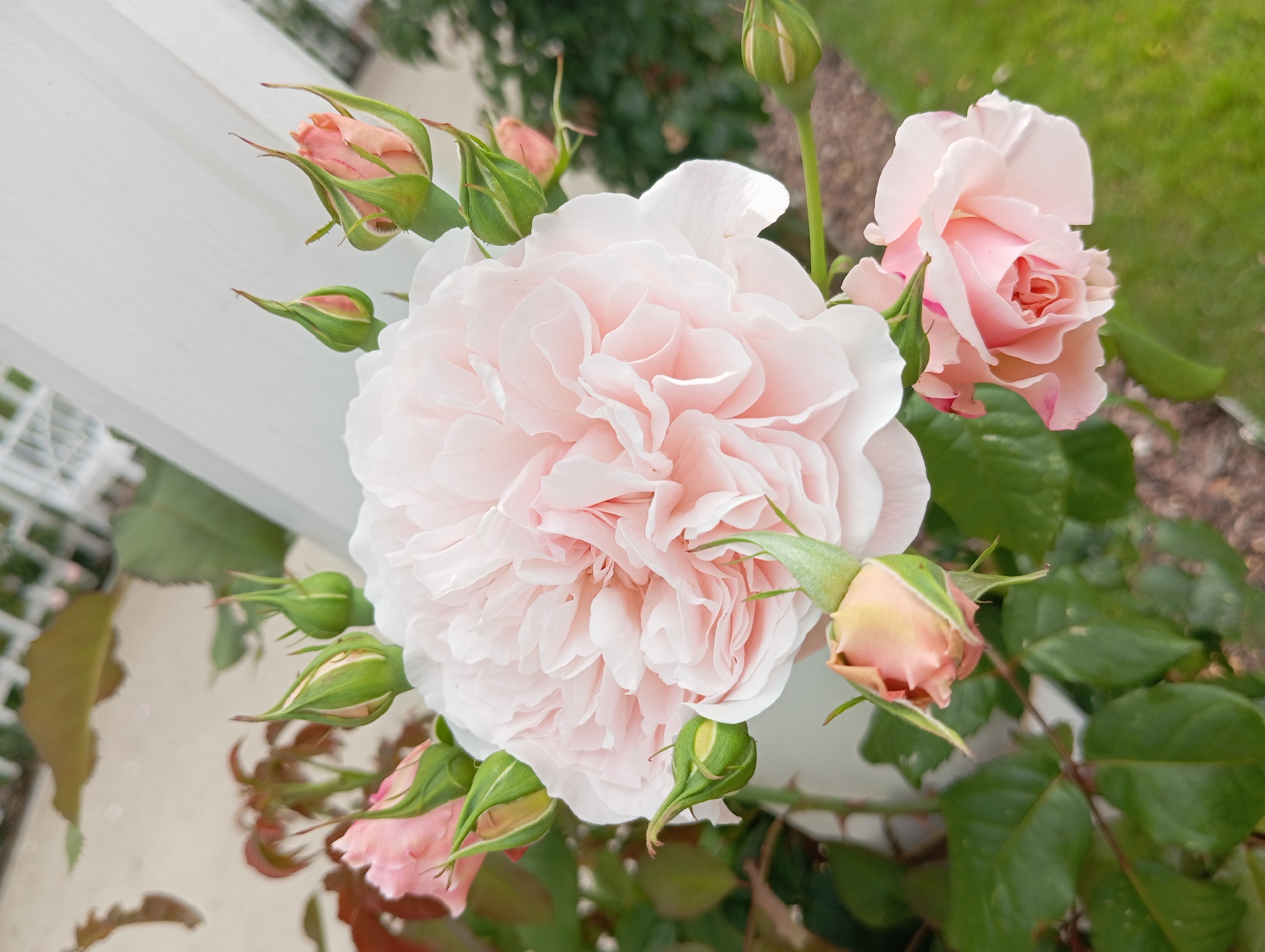 A close-up, slightly overhead shot features a cluster of delicate pink roses and their developing buds. The largest rose, positioned prominently in the center, is fully bloomed with numerous ruffled petals in a soft, pale pink hue. To its right, a smaller, partially open rose displays a deeper pink center, contrasting with its lighter outer petals. Surrounding these blooms are several rosebuds, their green sepals partially enclosing hints of pink. Some buds are tightly closed, while others show the emerging color of the petals within. The roses are attached to thorny stems and surrounded by dark green leaves.
The background is softly blurred, suggesting an outdoor setting. To the left, a white, slatted structure, possibly a fence or trellis, is visible. Beyond that, out-of-focus greenery and what appears to be a lawn indicate a garden or park. The lighting suggests it is daytime, with natural light illuminating the flowers and casting subtle shadows. The overall impression is one of natural beauty and the gentle unfolding of spring or summer blossoms. There is no visible text in the image. The context provided places this scene in Białystok, Poland.