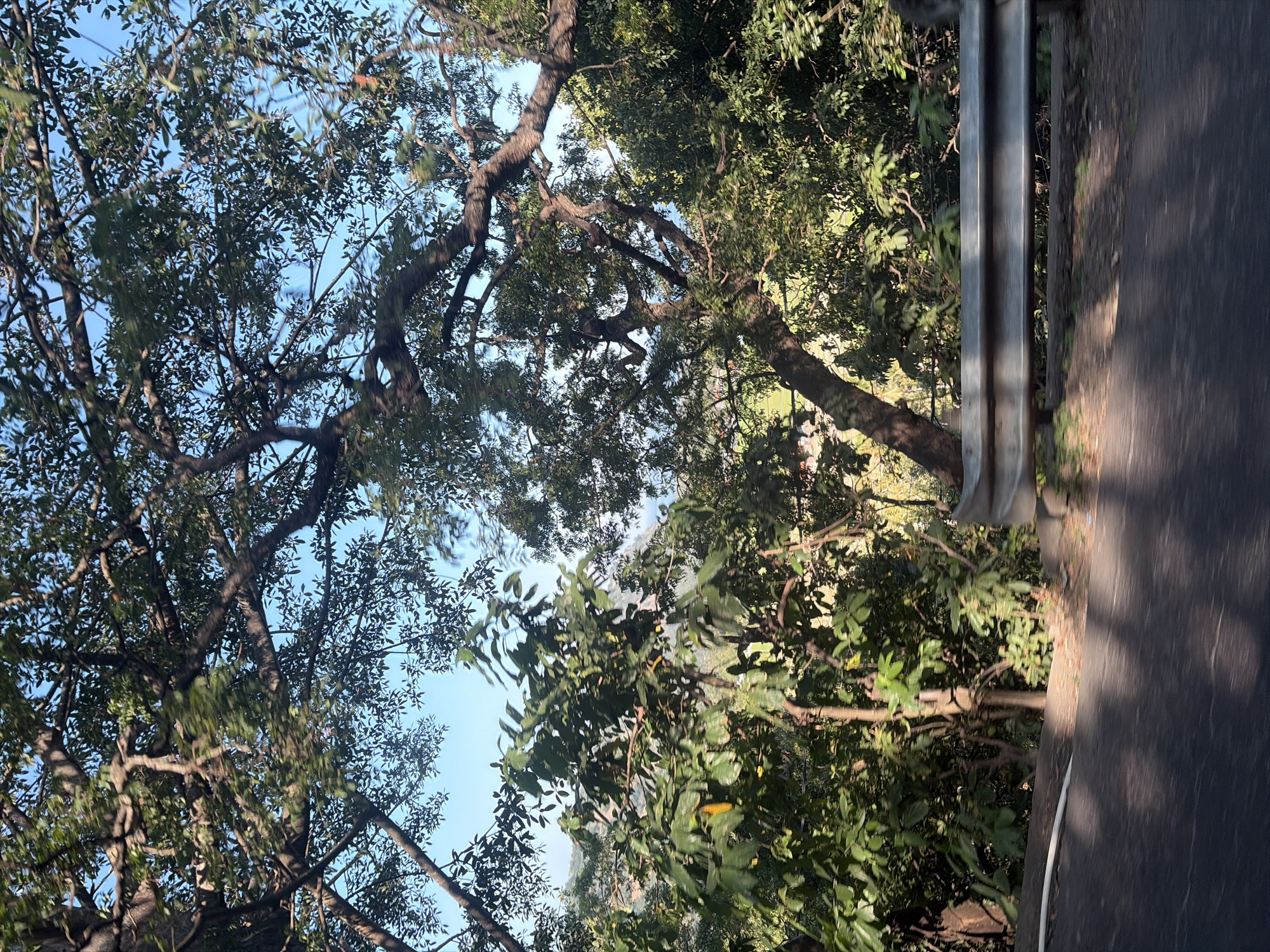 The image depicts a view from a moving vehicle on a road lined with trees and foliage in Karangasem, Indonesia. A metal guardrail is visible along the side of the road, separating the road from a steep incline covered in vegetation. The trees are dense, with lush green leaves and thick branches that partially obscure the bright blue sky. Sunlight filters through the leaves, creating dappled shadows on the road's surface. In the background, more trees and what appears to be hilly terrain are visible. The overall impression is a natural, somewhat wild landscape flanking a roadway.