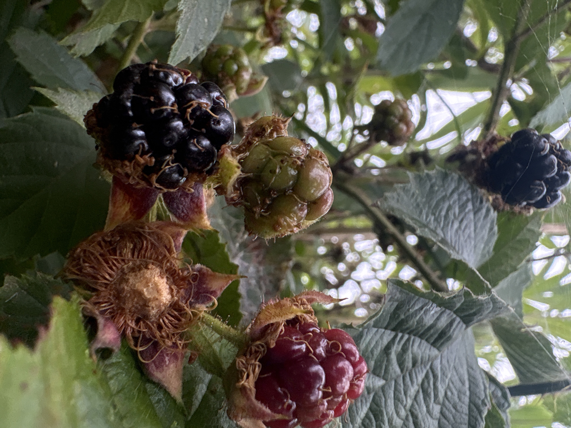 In Wilczyce, Poland, a close-up, downward-angled photograph captures a cluster of blackberries on a bush. Several ripe blackberries, a deep black color, are visible, some still attached to the plant's stem with withered sepals. Alongside them, unripe green berries and a partially ripened red berry can be seen. The surrounding foliage is a vibrant green, with large, textured leaves, and hints of a spiderweb are present. The background is softly blurred, suggesting a natural outdoor setting.