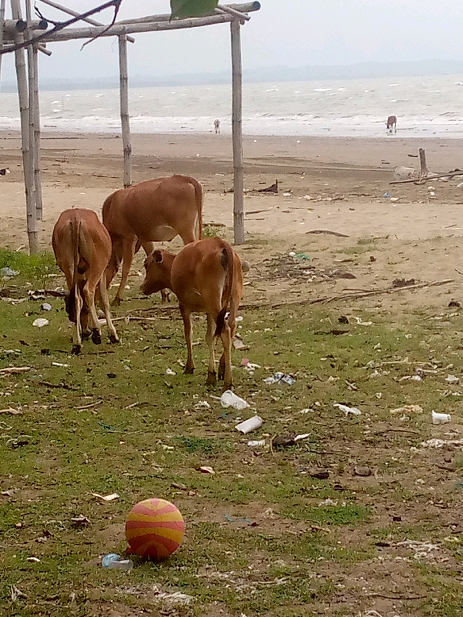 In Kutaglumpang, Indonesia, a cloudy day at the beach is depicted. Several brown cows are scattered across the sandy shore and the grassy area in the foreground. Two cows are facing away from the viewer, while another calf is partially visible. In the background, beyond the sand, the ocean is choppy with waves. A single cow is visible on the wet sand near the water's edge. Scattered trash, including plastic bottles and bags, litters the beach and the grassy area. A deflated, multi-colored ball rests on the grass in the foreground. A simple bamboo structure stands to the left, partially framing the scene.