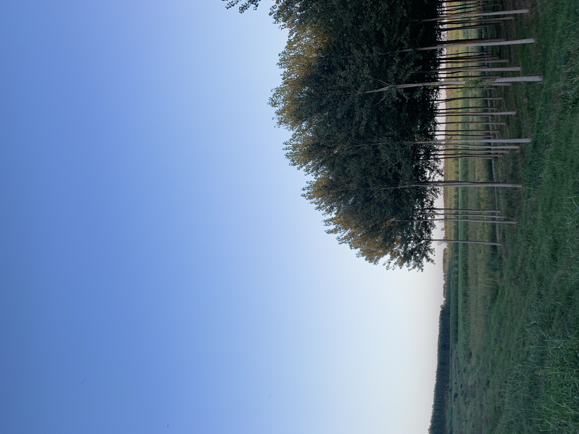 A serene rural landscape unfolds under a clear, pale blue sky. In the foreground, a dense row of young, slender trees with full, dark green foliage stands prominently on the right side of the frame, their thin, pale trunks creating a repeating vertical pattern. The trees are densely packed, forming a semi-circular arc that recedes into the distance. Between and in front of the trees, the ground is covered in lush, green grass and some taller, wilder vegetation.
Beyond the line of trees, a cultivated field stretches across the mid-ground, appearing as a patchwork of green crops, possibly corn, interspersed with rows of even denser vegetation or trees. A faint dirt path or track winds through the grassy area on the left, leading towards the distant field. The horizon is marked by a long, low line of distant trees and vegetation, suggesting a vast, open agricultural area. The overall impression is one of quiet natural beauty and agricultural productivity, typical of the Emilia-Romagna region of Italy, specifically the area around Massenzatica, known for its flat fertile plains and extensive farmland. There are no people or animals visible in the image. The lighting suggests it is either early morning or late afternoon, with soft, diffused sunlight.