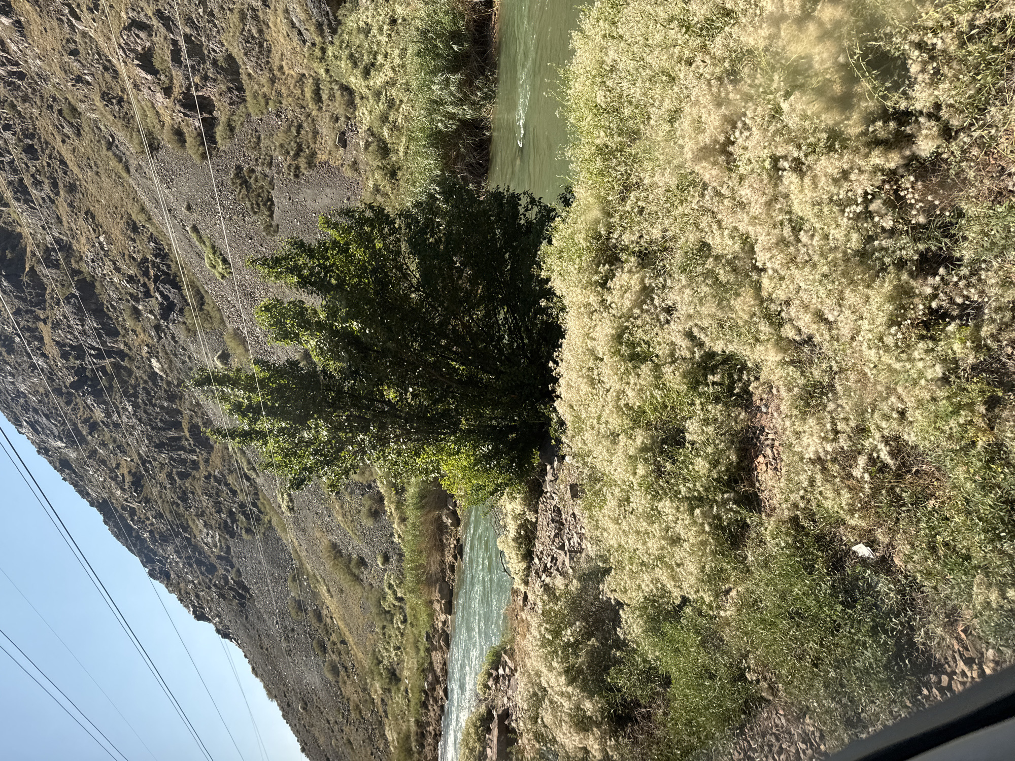 The image depicts a natural landscape, likely a river valley in a mountainous region. In the foreground, a dense patch of fluffy, light-colored plants covers the ground, interspersed with patches of green grass and rocks. A body of water, appearing to be a river with a turquoise hue and small rapids, flows from left to right across the middle ground. On the far bank of the river, tall, reedy vegetation grows. To the left of the river, a lone, bushy green tree stands out. Behind the river and vegetation, a steep, rocky mountain slope rises, sparsely covered with dry grasses and shrubs. Overhead, several power lines stretch across the frame, supported by unseen poles. The sky is clear and blue. The scene suggests a remote, undeveloped area, possibly a natural park or wilderness. There are no visible people or man-made structures other than the power lines.