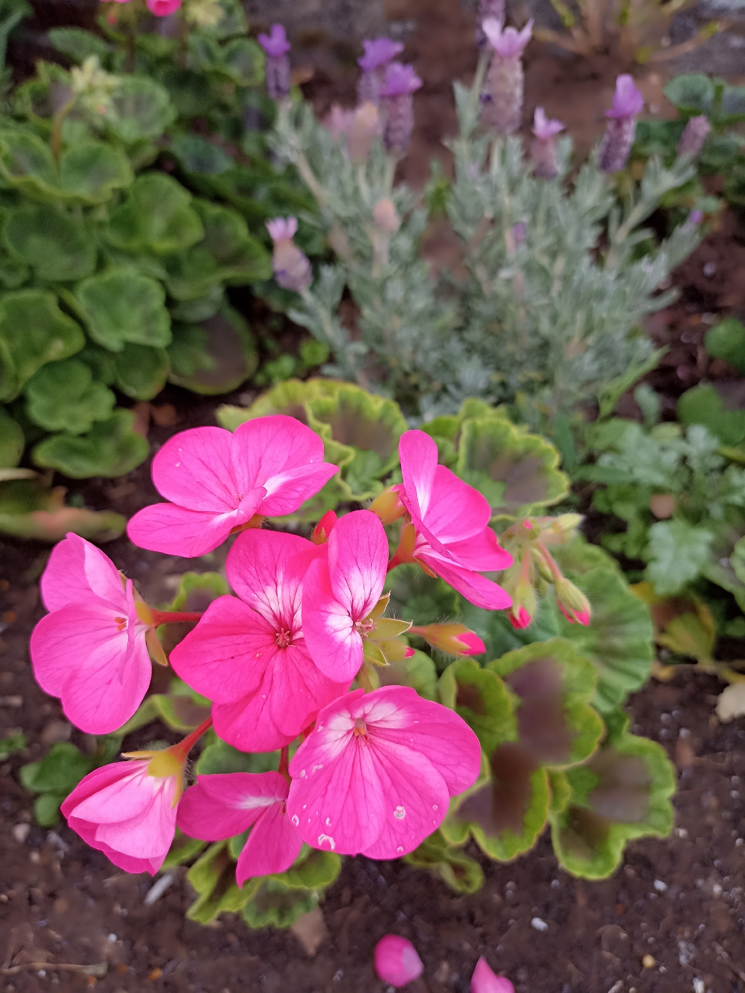 In an outdoor garden setting, a cluster of vibrant pink geraniums are in full bloom, their petals detailed with fine white lines. The flowers are the primary focus, with some showing water droplets on their surfaces. In the background, out of focus, are feathery, pale purple lavender flowers and lush green foliage with darker, almost maroon-tinged leaves. The ground beneath the plants appears to be dark soil. The scene suggests a garden bed, potentially in a residential or public park, in an undisclosed location in Ireland. There are no people or animals present in the image.