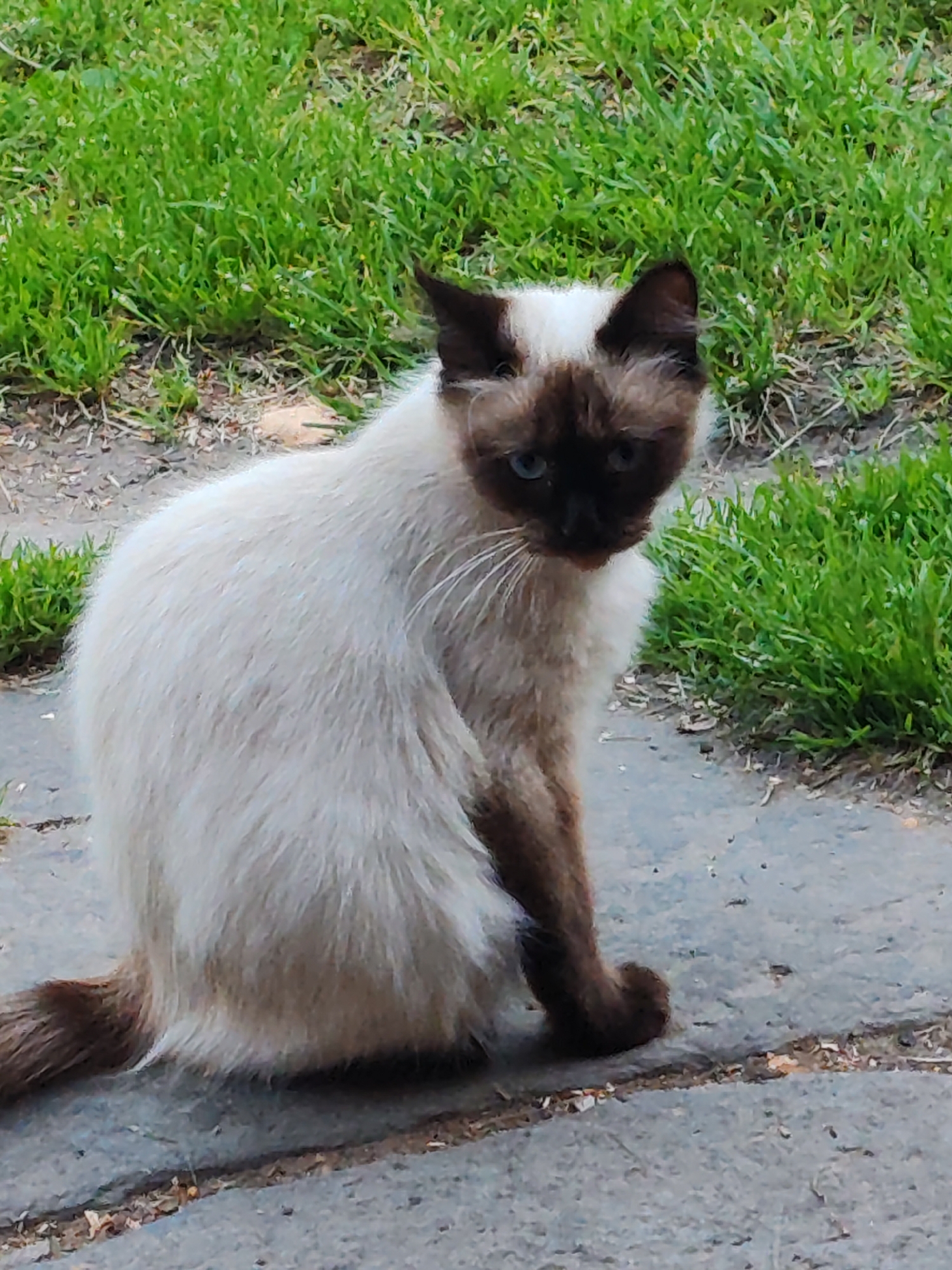 A light-colored Siamese cat with brown points is sitting on a paved surface outdoors, with green grass visible in the background. The cat is facing away from the camera, with its head turned to look over its shoulder. Its eyes are visible and appear to be blue. The paved surface appears to be made of concrete slabs. The environment suggests a garden or park area. The location is specified as Кашино, Russia.