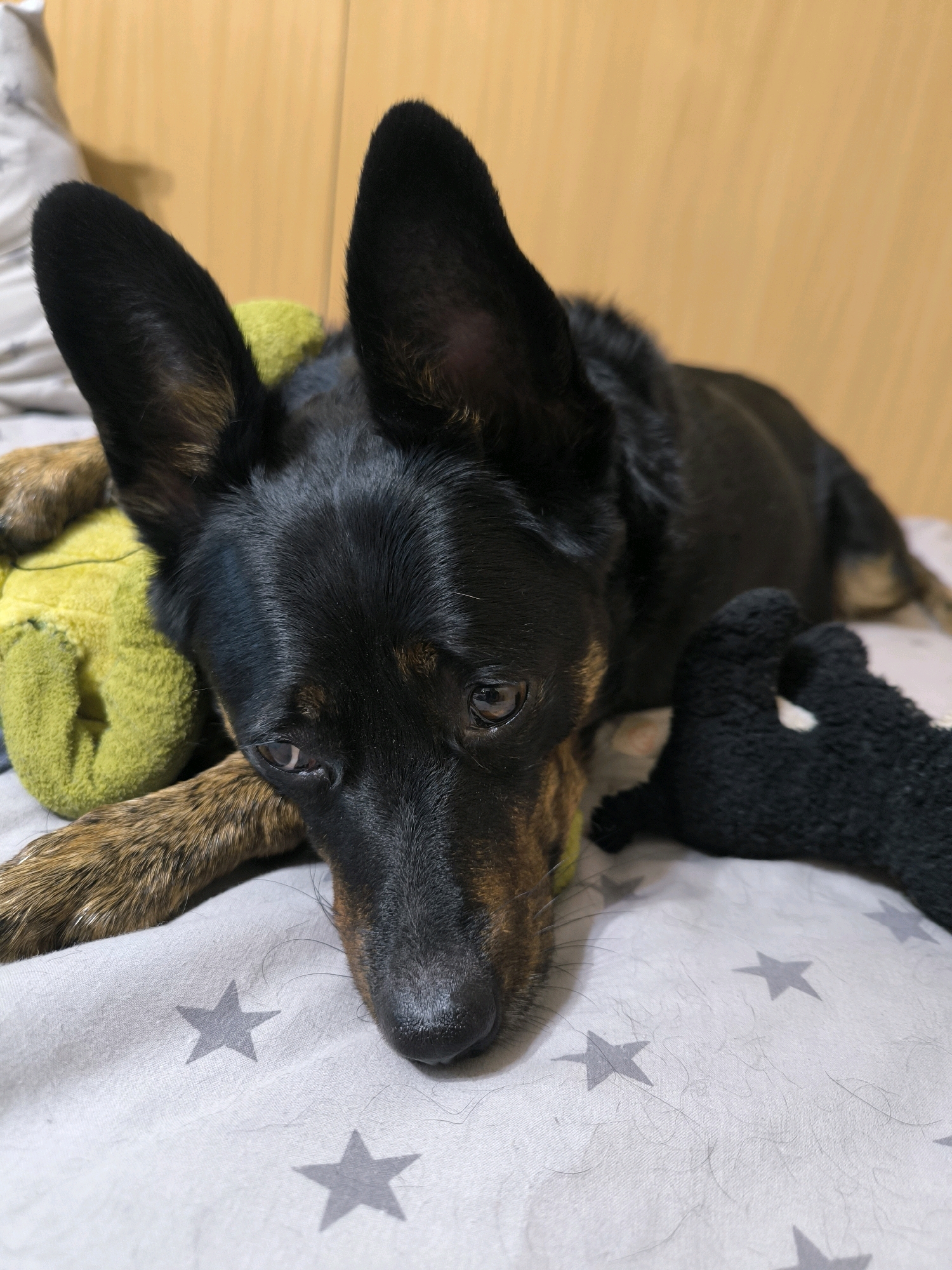A close-up, eye-level shot shows a black and tan dog lying on a gray surface patterned with white stars. The dog's head is turned to the left, with its brown and tan fur visible on its face and ears. The dog has large, upright ears, and its eyes are open, looking downwards. A green stuffed toy is partially visible under the dog's chin and left paw, and a black fuzzy toy is to its right. The background consists of a light brown, wooden surface. The image is well-lit, with the focus on the dog. No identifiable landmarks or specific locations within the city of Mykolaiv, Ukraine, are visible in the image.