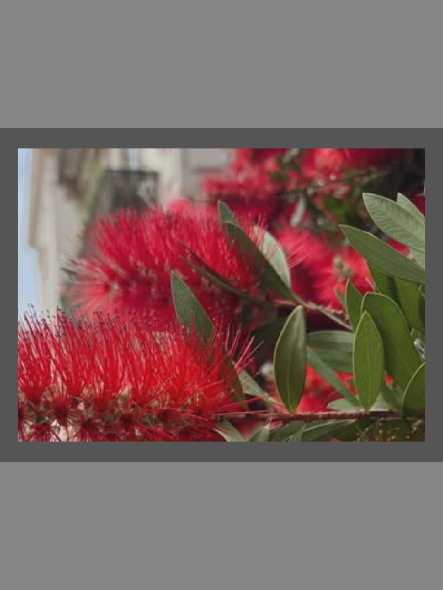 A close-up, horizontal shot shows vibrant red bottlebrush flowers with prominent stamens, resembling fiery plumes. The flowers are in focus, with the soft green leaves of the plant serving as a backdrop. The background is blurred, hinting at a building and possibly a sky, suggesting an outdoor urban setting. The image's composition emphasizes the texture and color of the flowers, creating a visually striking effect.