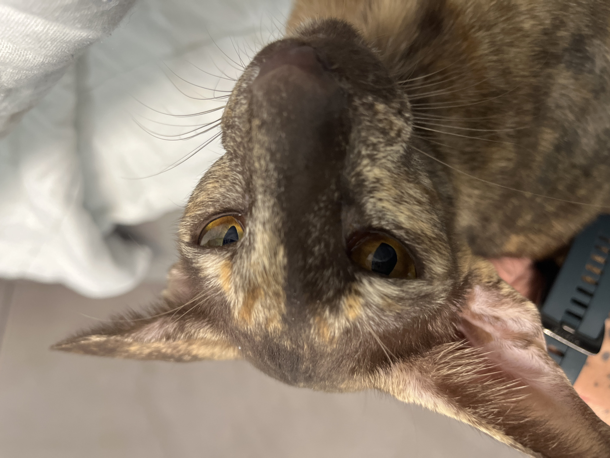 A close-up, inverted image features a cat's face, looking directly upwards with an alert and curious expression. The cat has striking amber-colored eyes with round, dark pupils. Its fur displays a beautiful blend of brown, black, and possibly cream or orange tones, forming a distinct tabby or tortoiseshell pattern across its face and visible body. Long, prominent whiskers extend from its muzzle, and its nose appears dark. The cat's ears are large and pointed, characteristic of breeds like the Oriental Shorthair, with delicate internal fur visible.
The background is softly blurred, predominantly light-colored. On the left side, a white, textured fabric, possibly bedding or a towel, is visible. On the far right, a dark-colored object, resembling a watch, is partially seen next to what appears to be a human arm or wrist, suggesting proximity to a person. The lighting indicates an indoor setting. There is no visible text in the image. This scene takes place in Chaikovsky, Russia.
